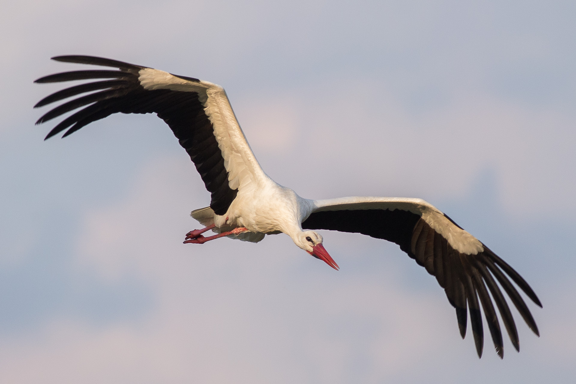 Stork in frontal approach