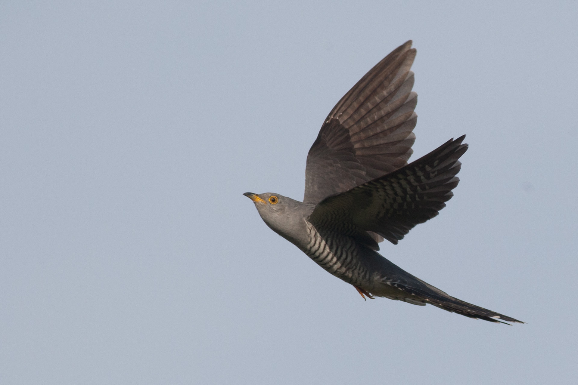 Cuckoo in flight