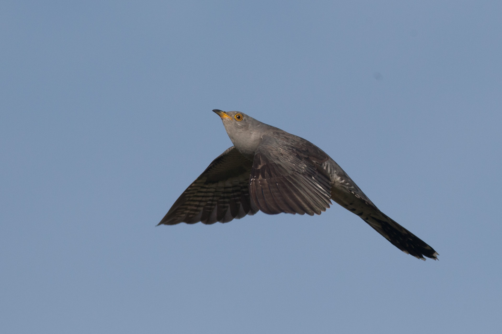 Cuckoo in flight 2