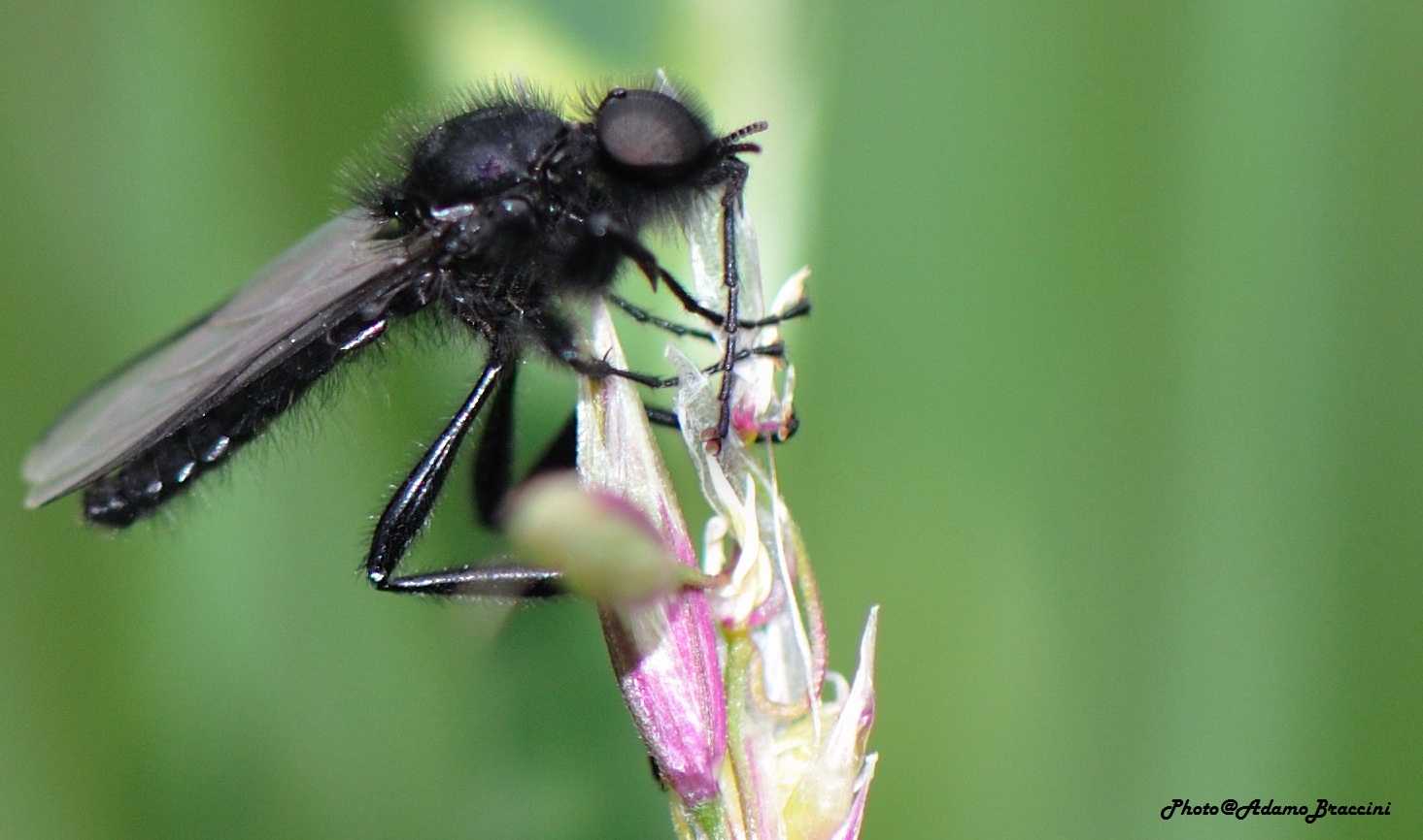 Primi insetti di primavera