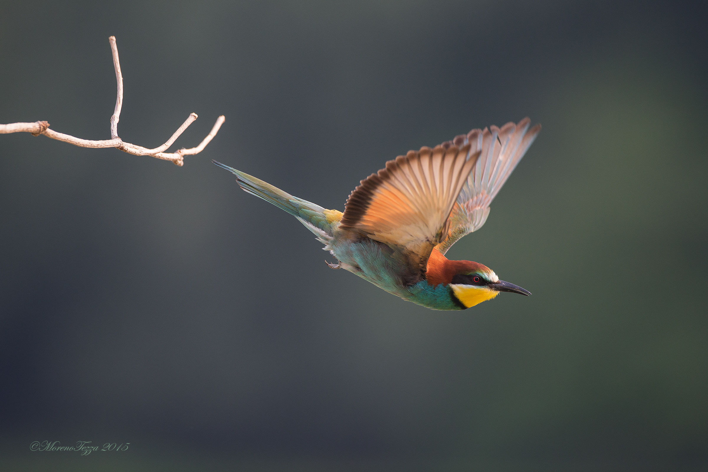 La partenza del gruccione