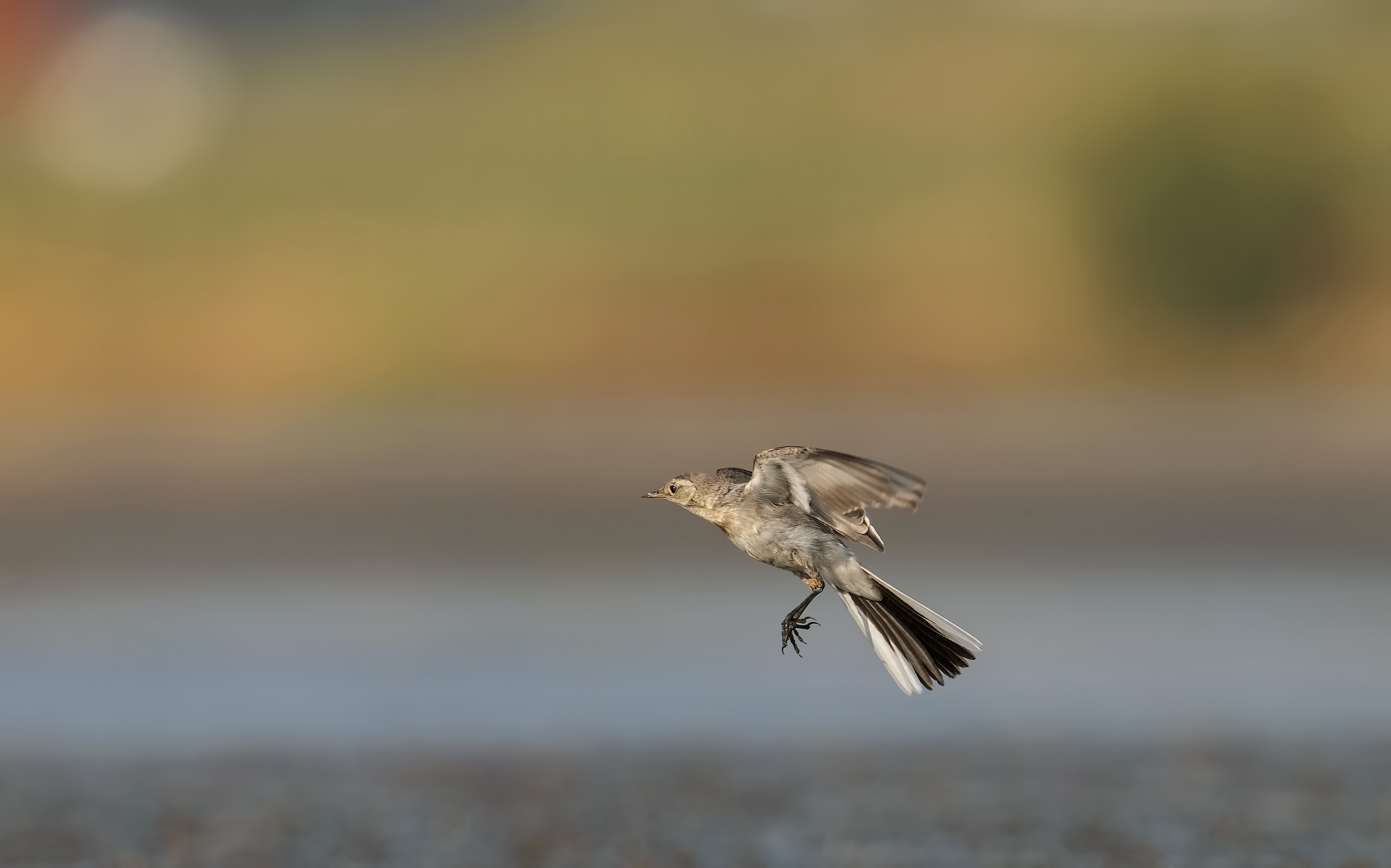 always the same ... Ballerina