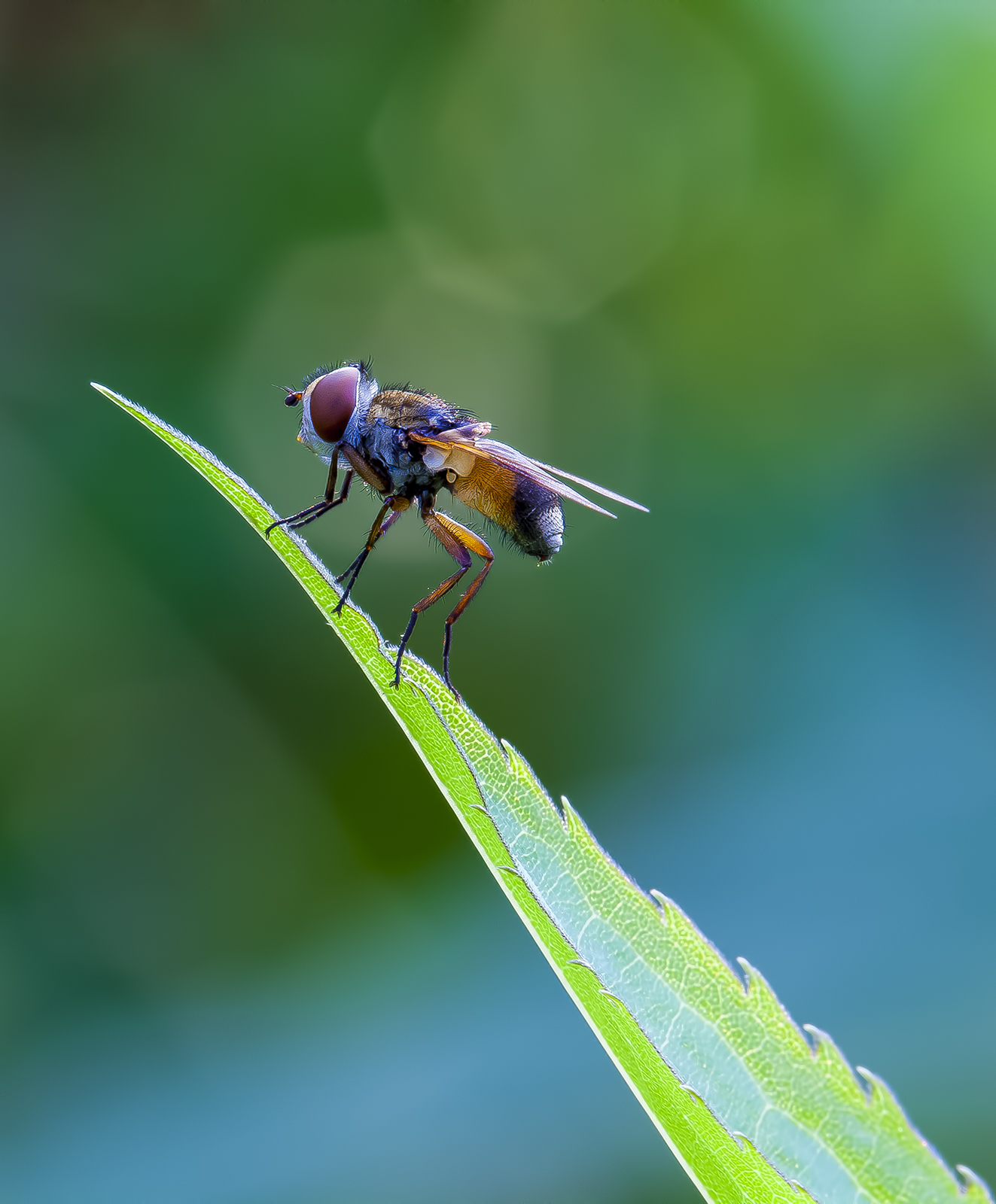 Volucella pellucens