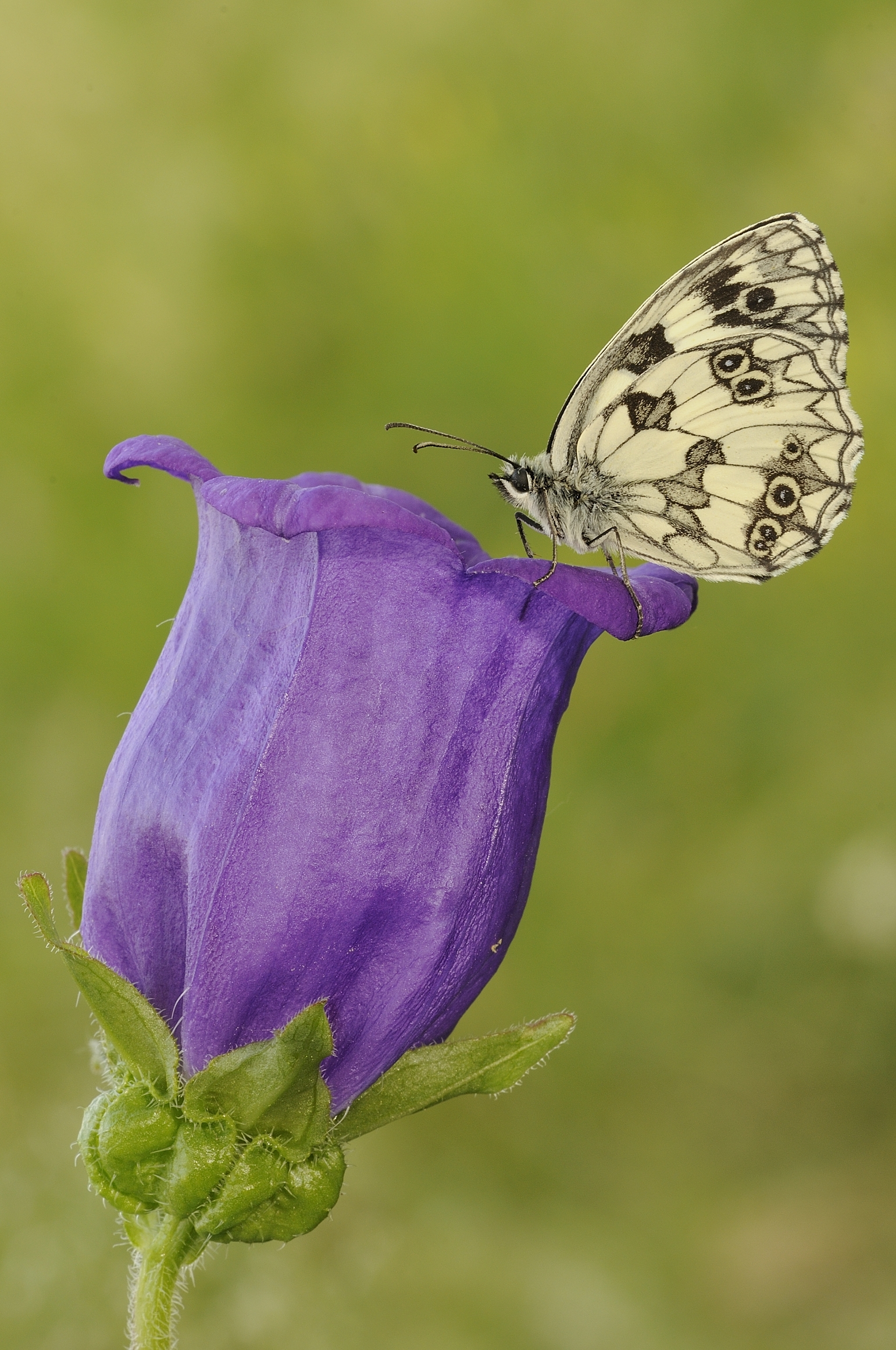 Drink at the fountain purple