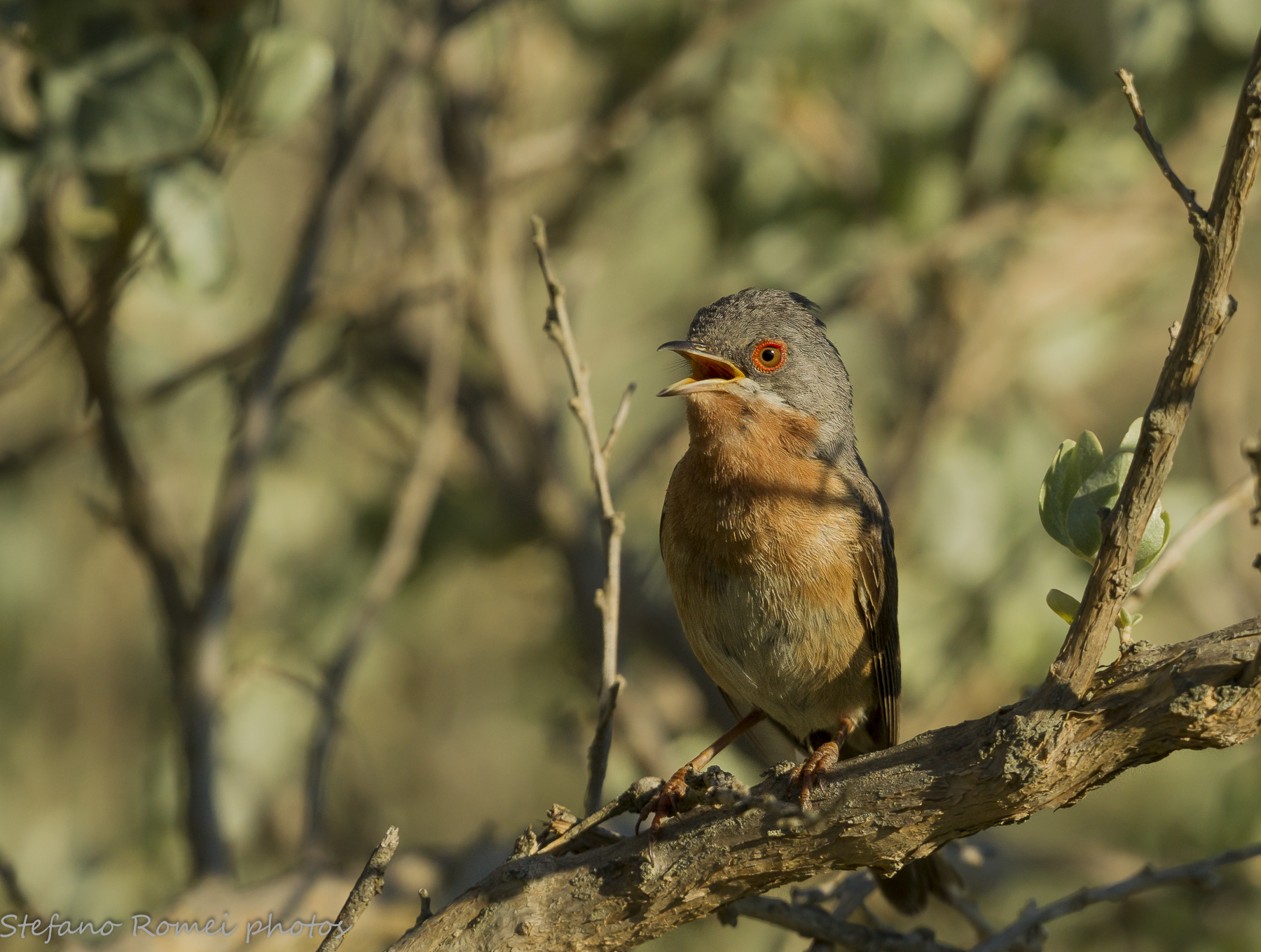 sings and it will pass