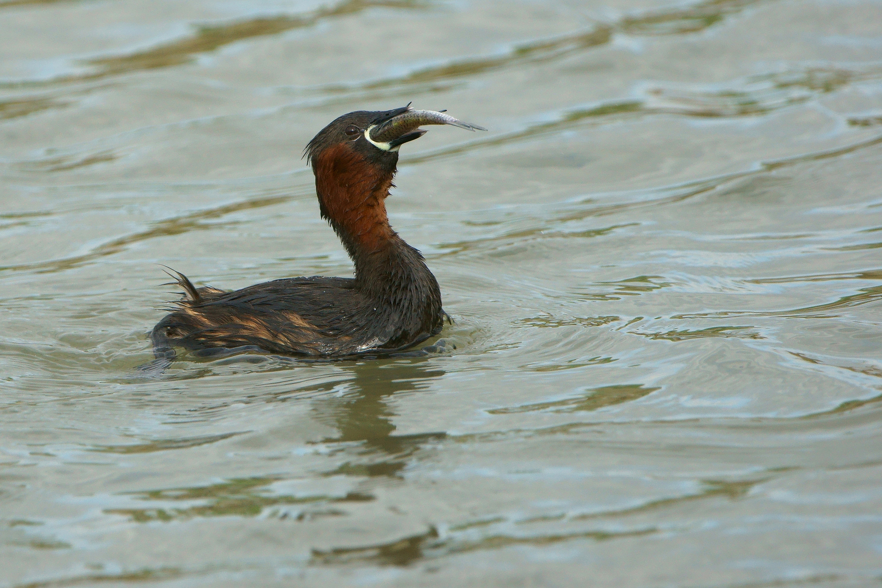 Grebe greedy