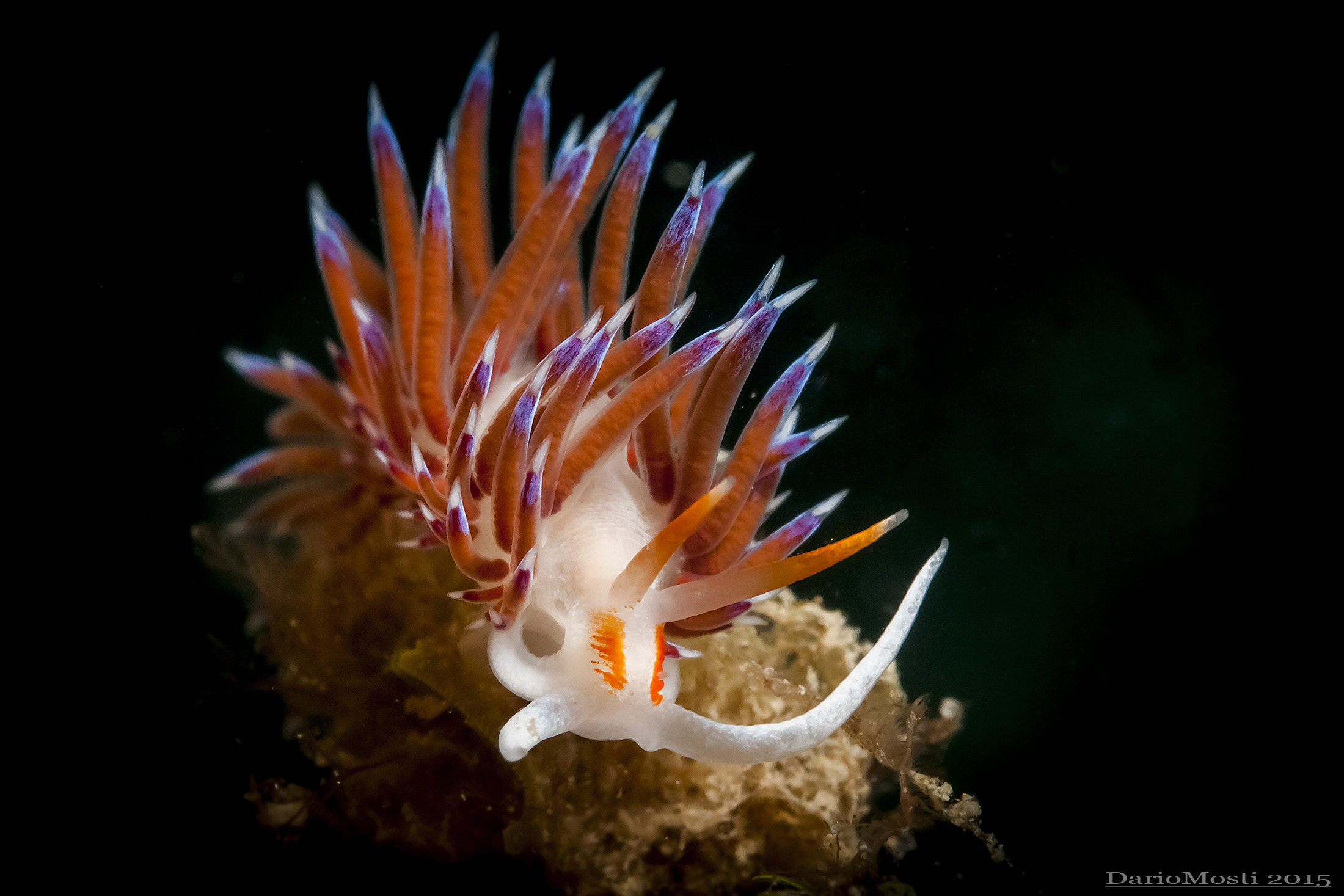 Flabellina