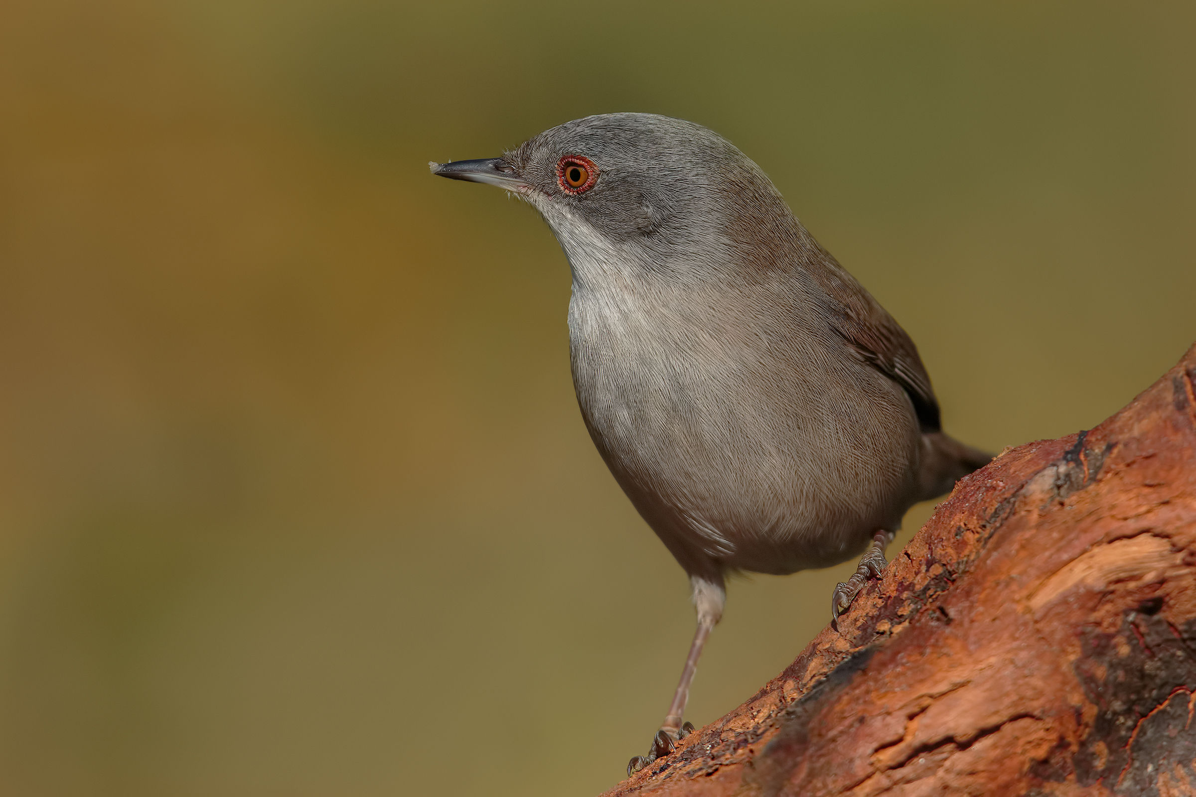 She still .... Isotta .. !!