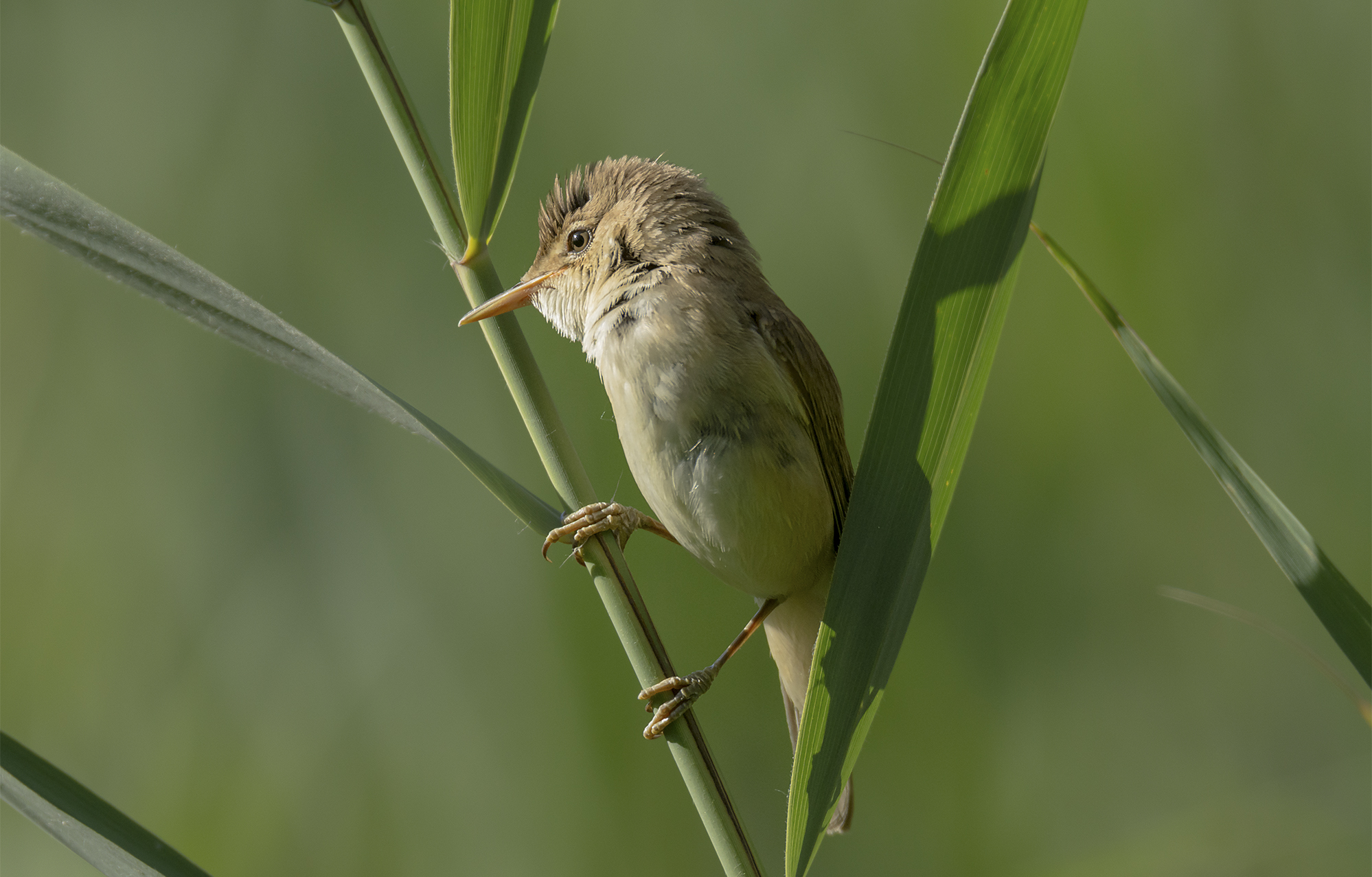 Cannareccione Maschio. Oasi lago di Porta.