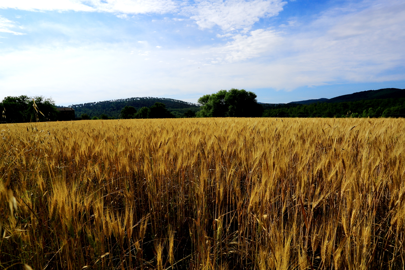 Dacci oggi il nostro pane..