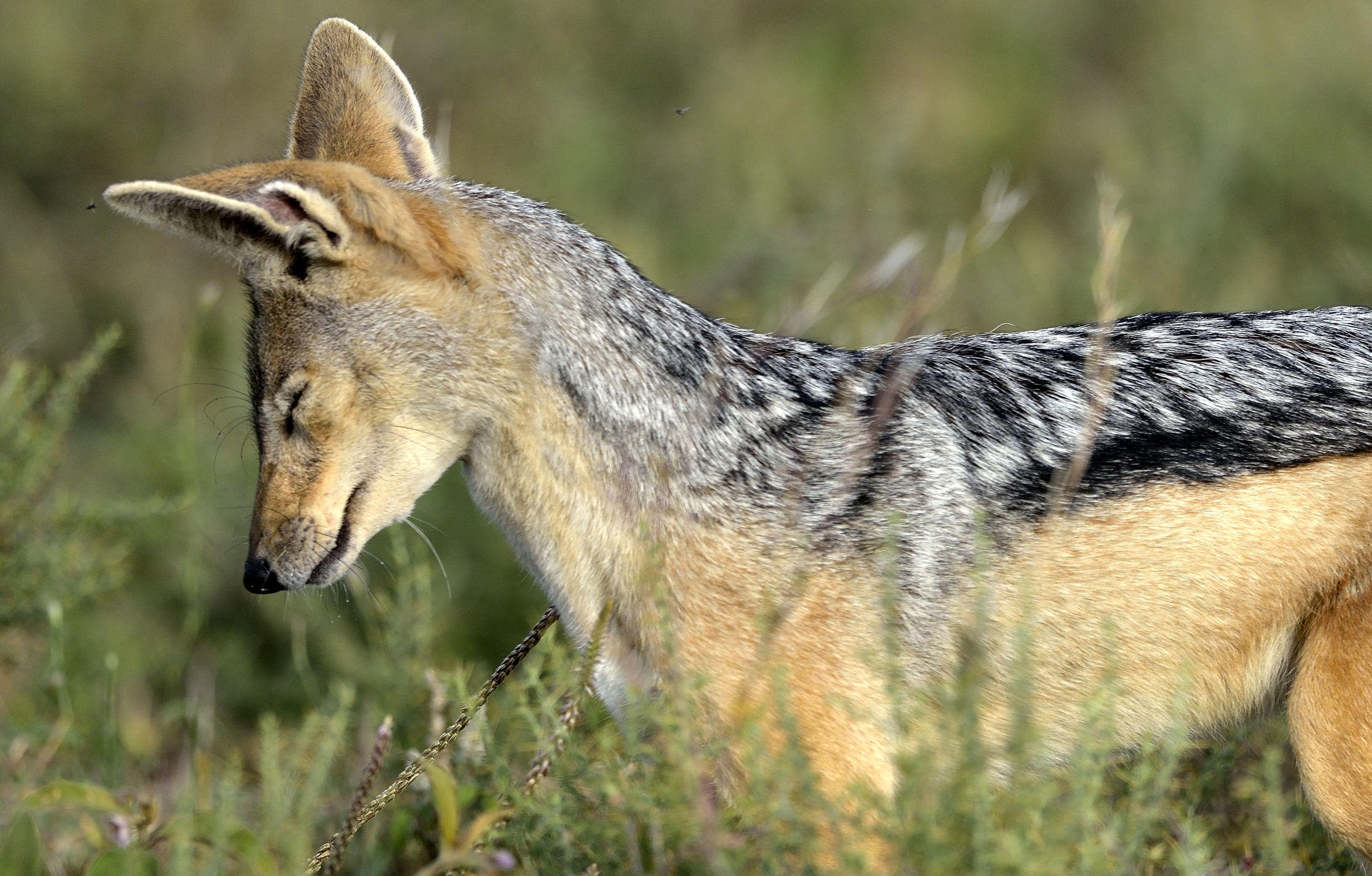 Tanzania 2015 - Sciacallo