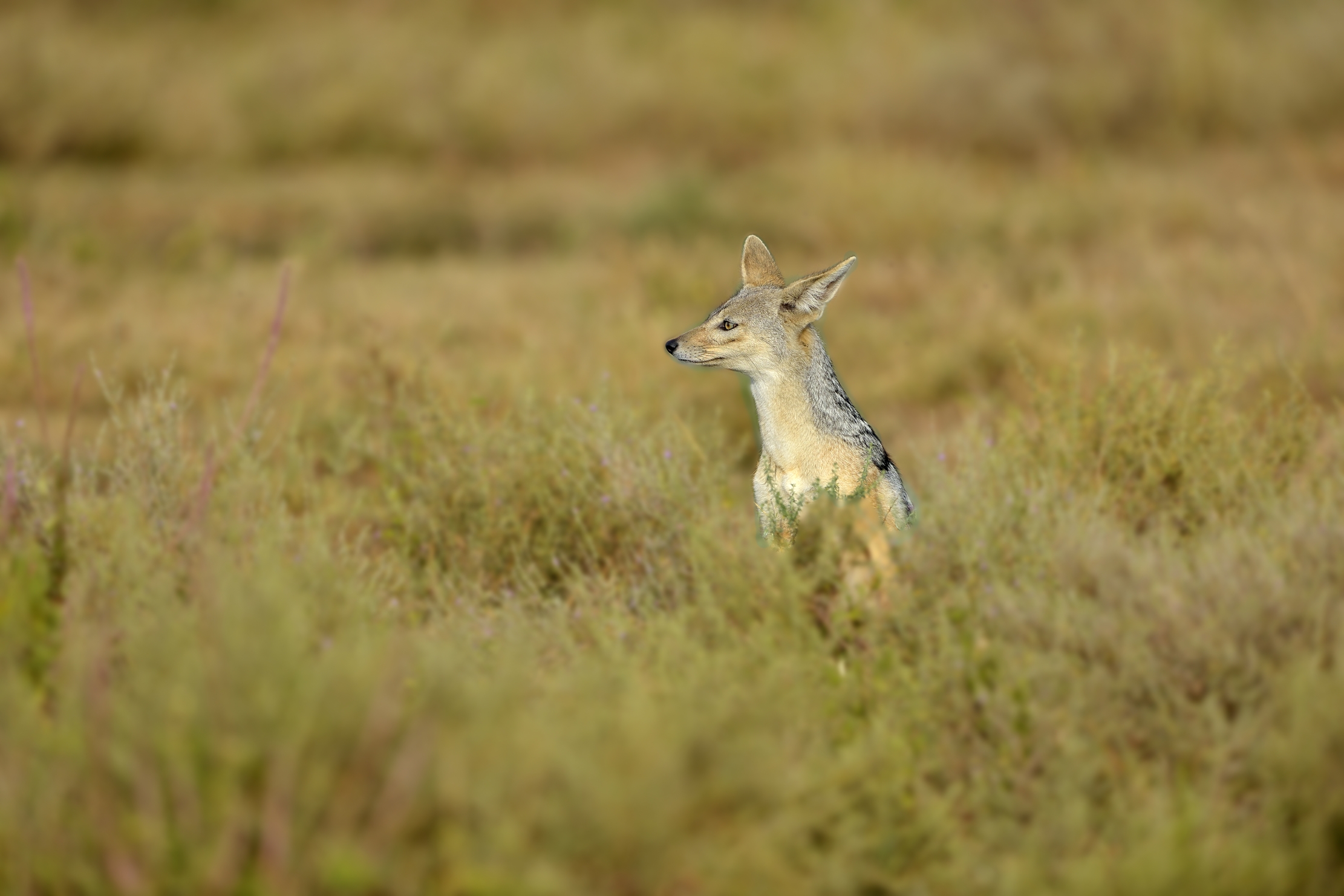 Tanzania 2015 - Sciacallo