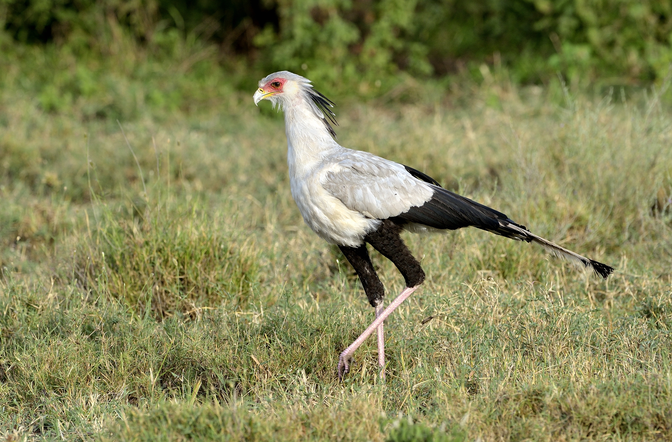 Tanzania 2015 - Serpentario