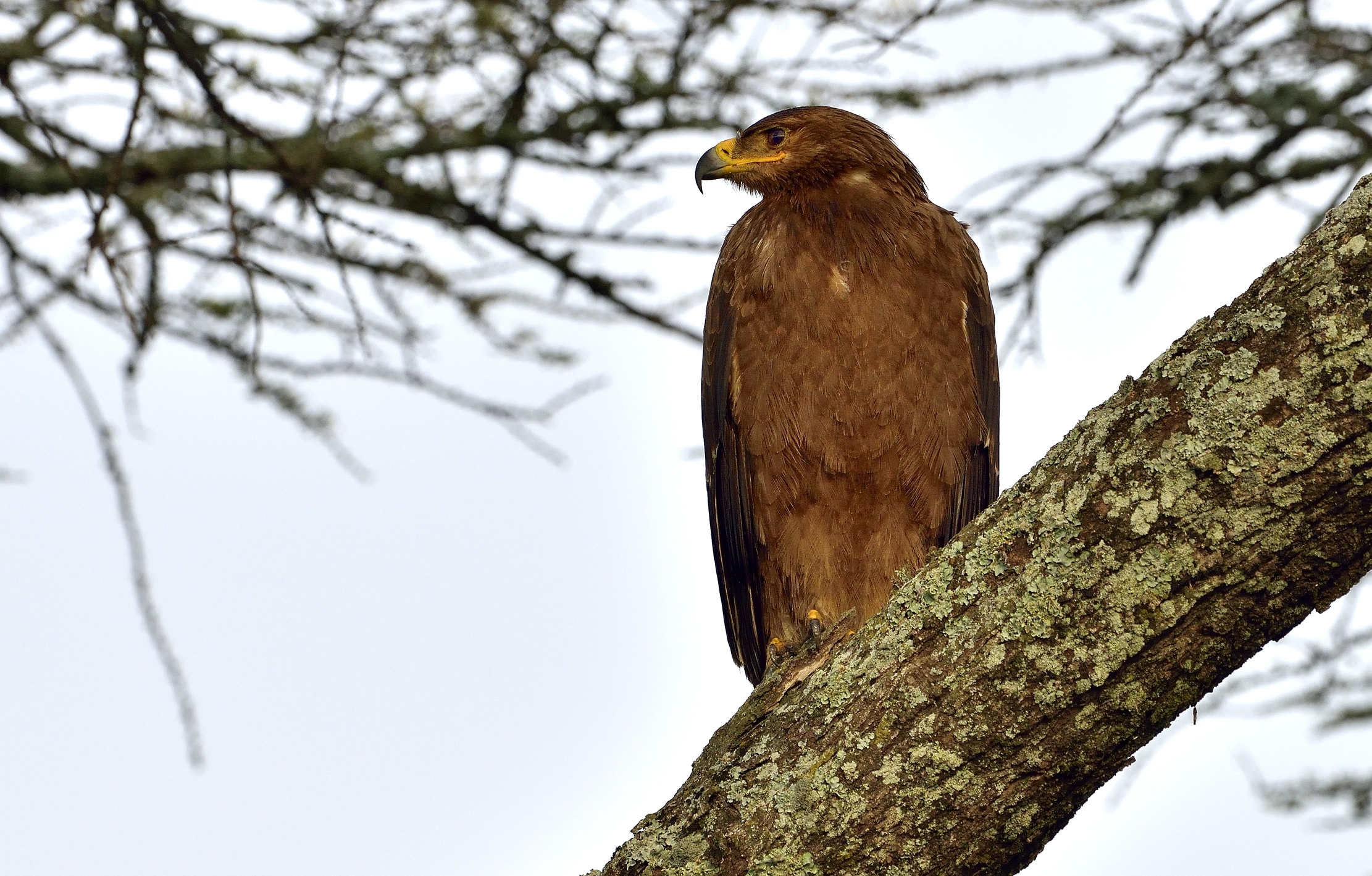 Tanzania 2015 - Aquila