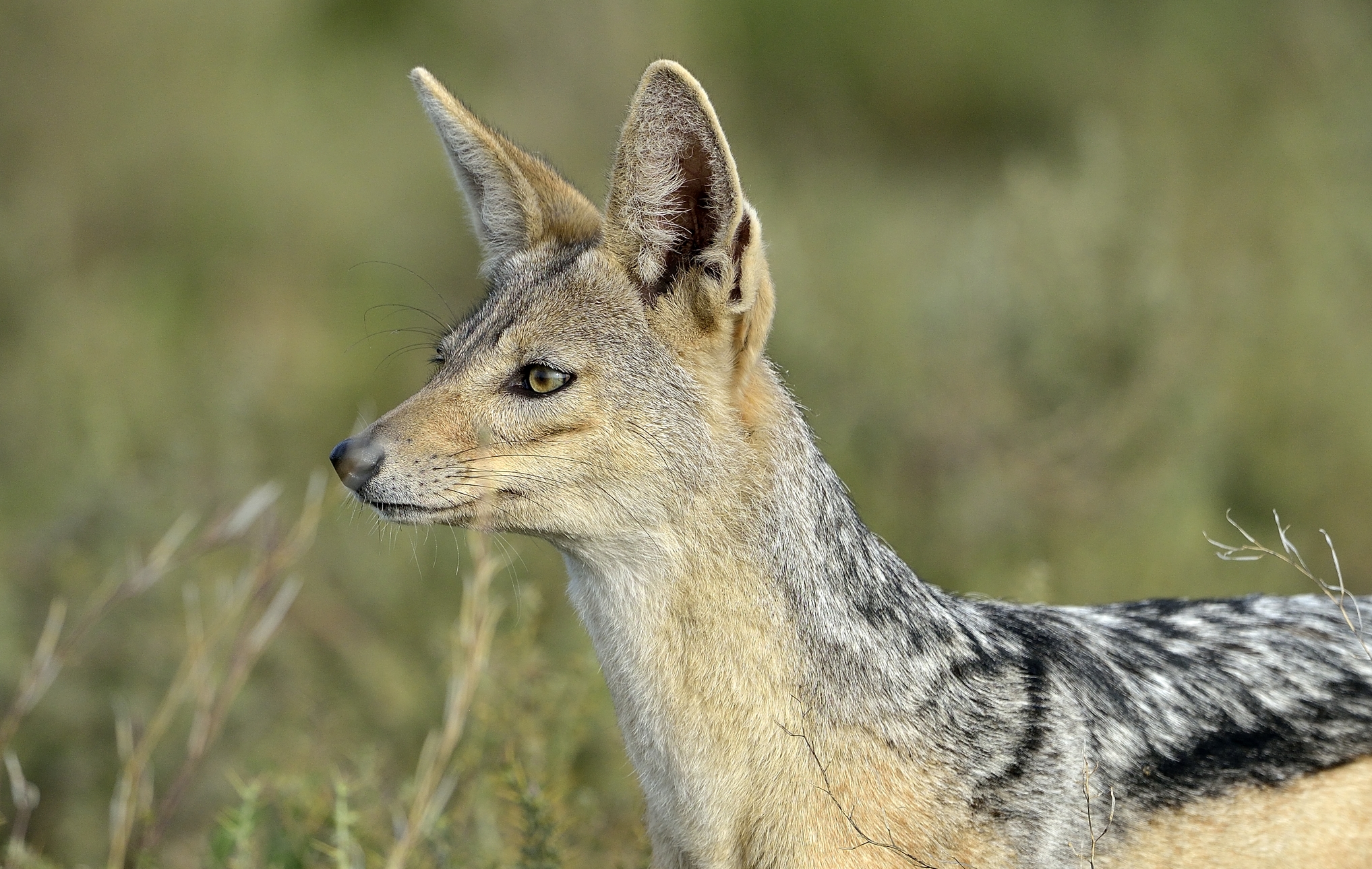 Tanzania 2015 - Sciacallo