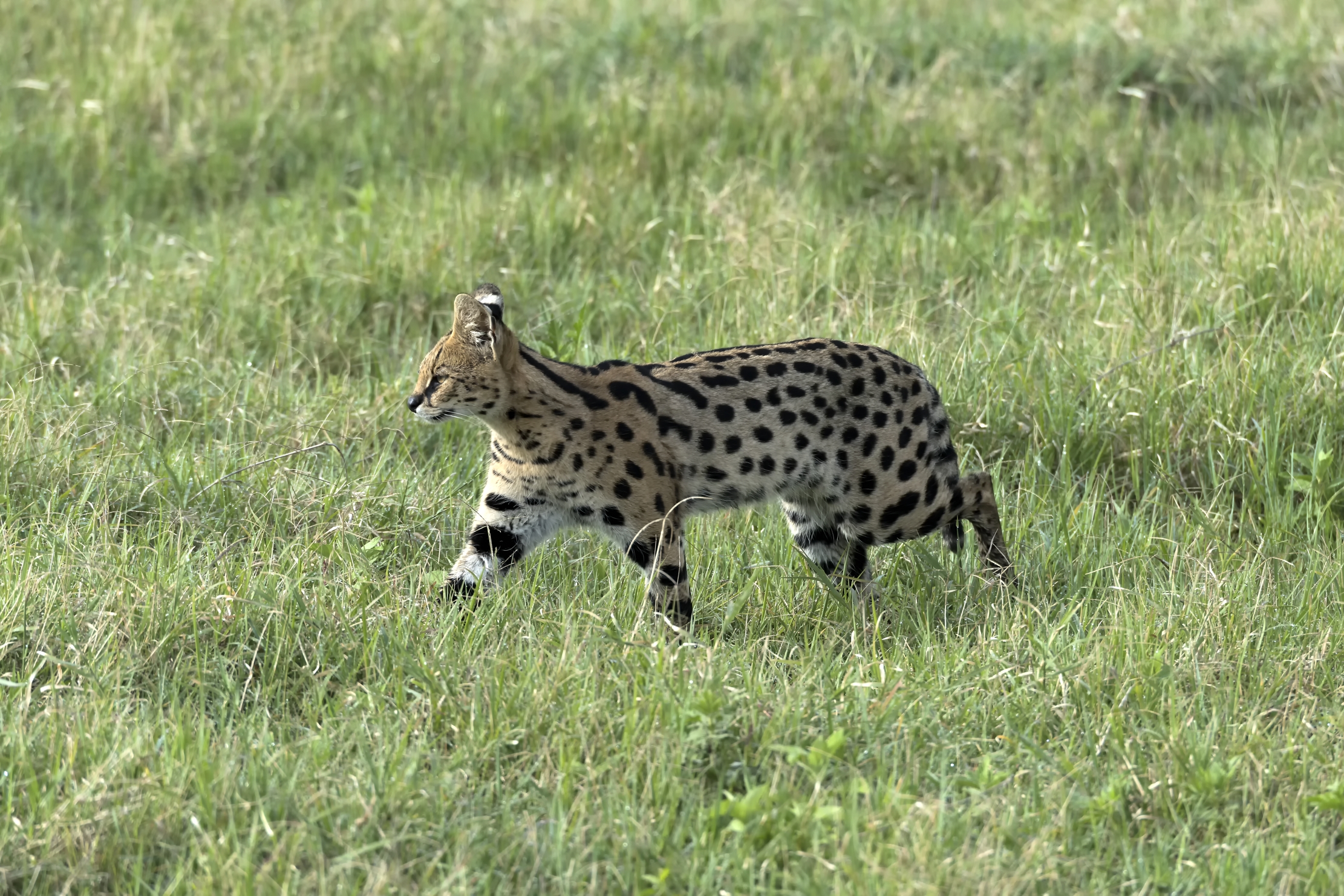 Tanzania 2015 - Serval