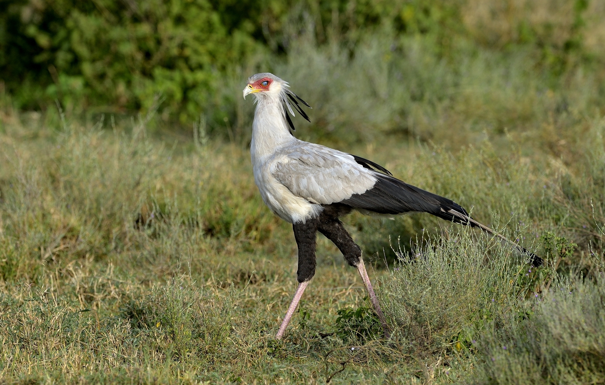 Tanzania 2015 - Serpentario
