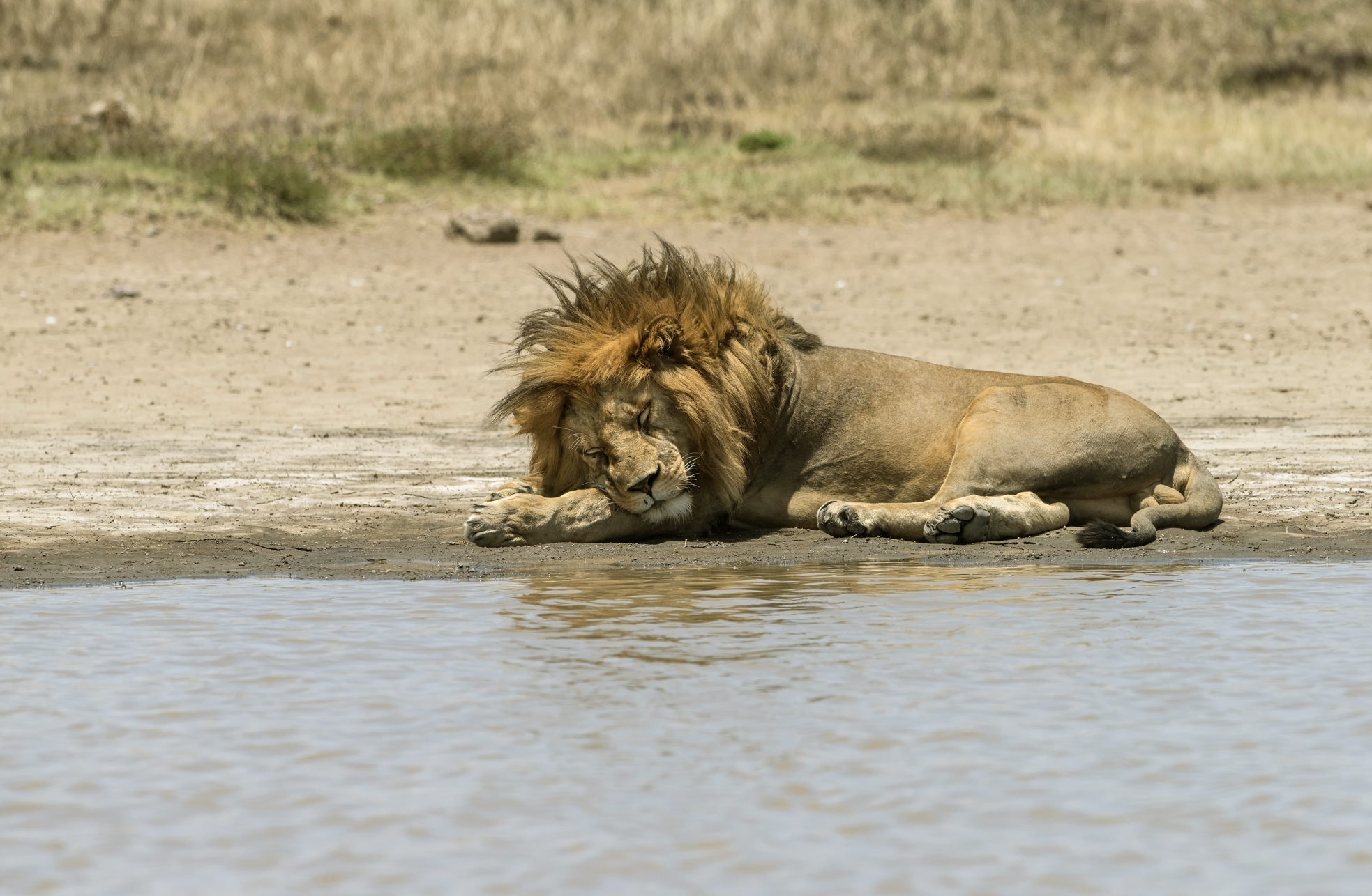 Tanzania 2015 - Pennechella