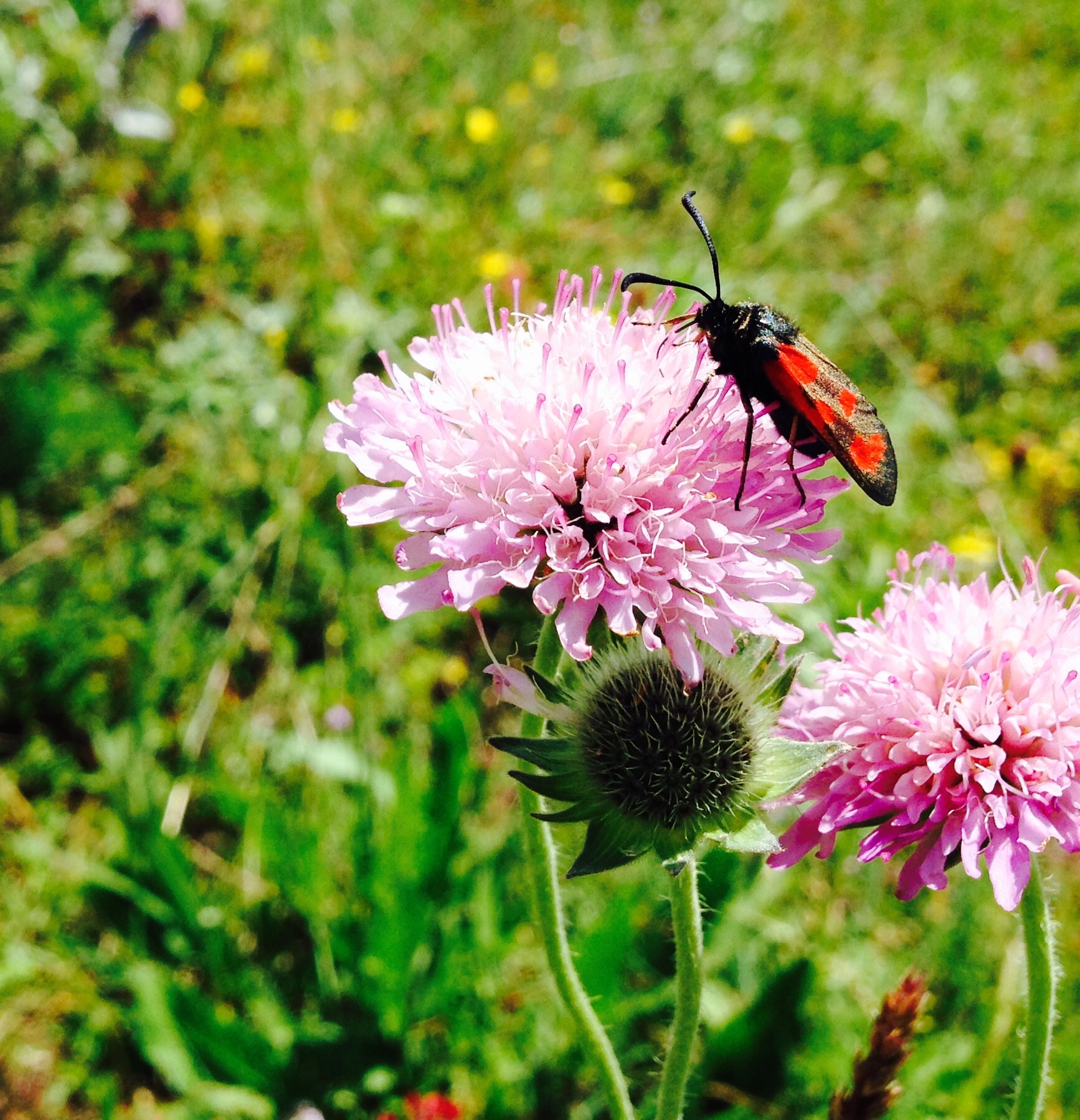 Macro (?) With i-phone