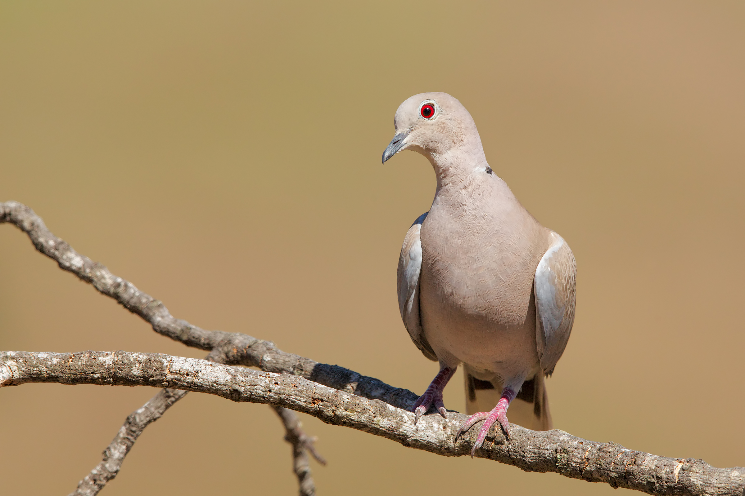 Tortora dal collare orientale