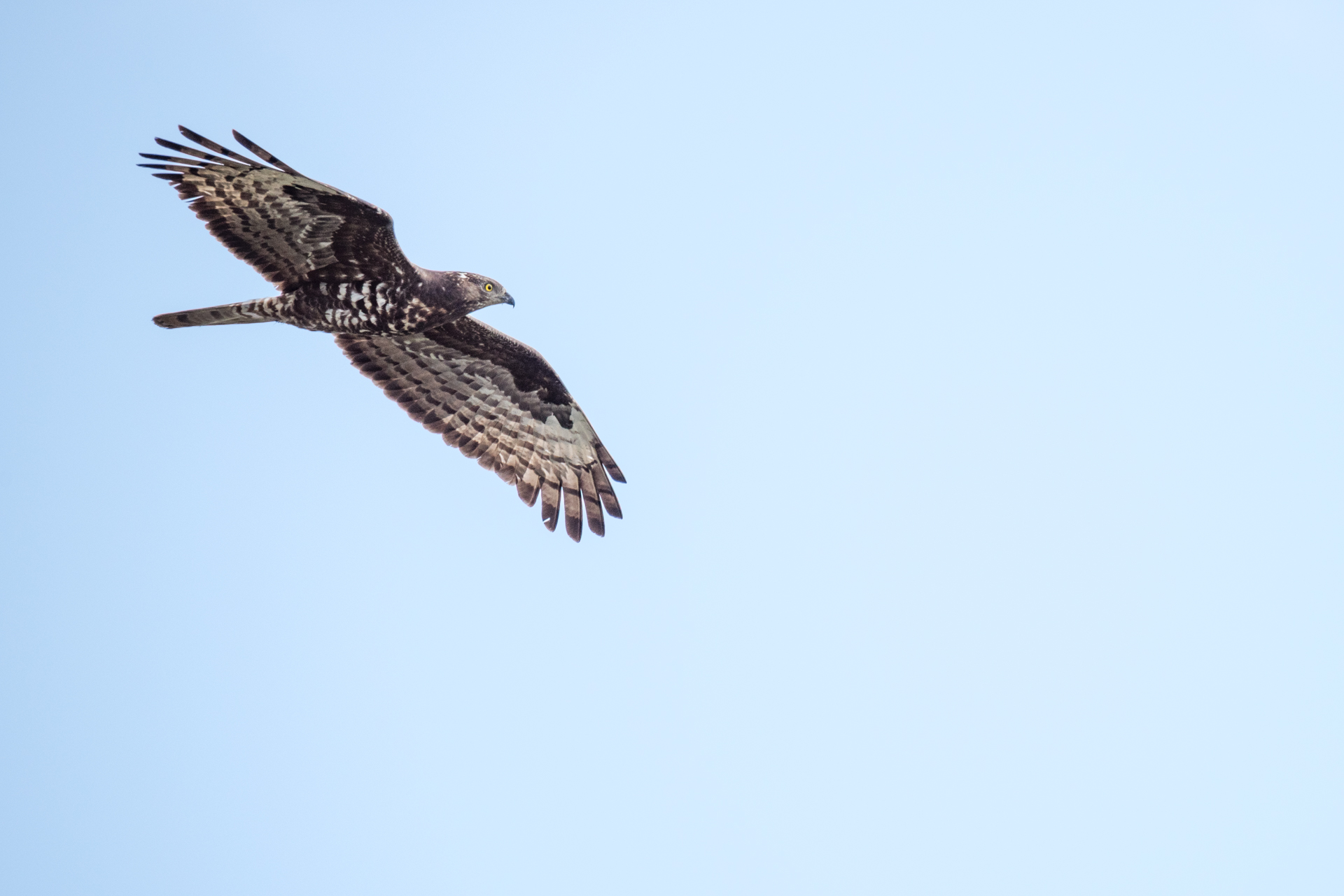 Honey Buzzard