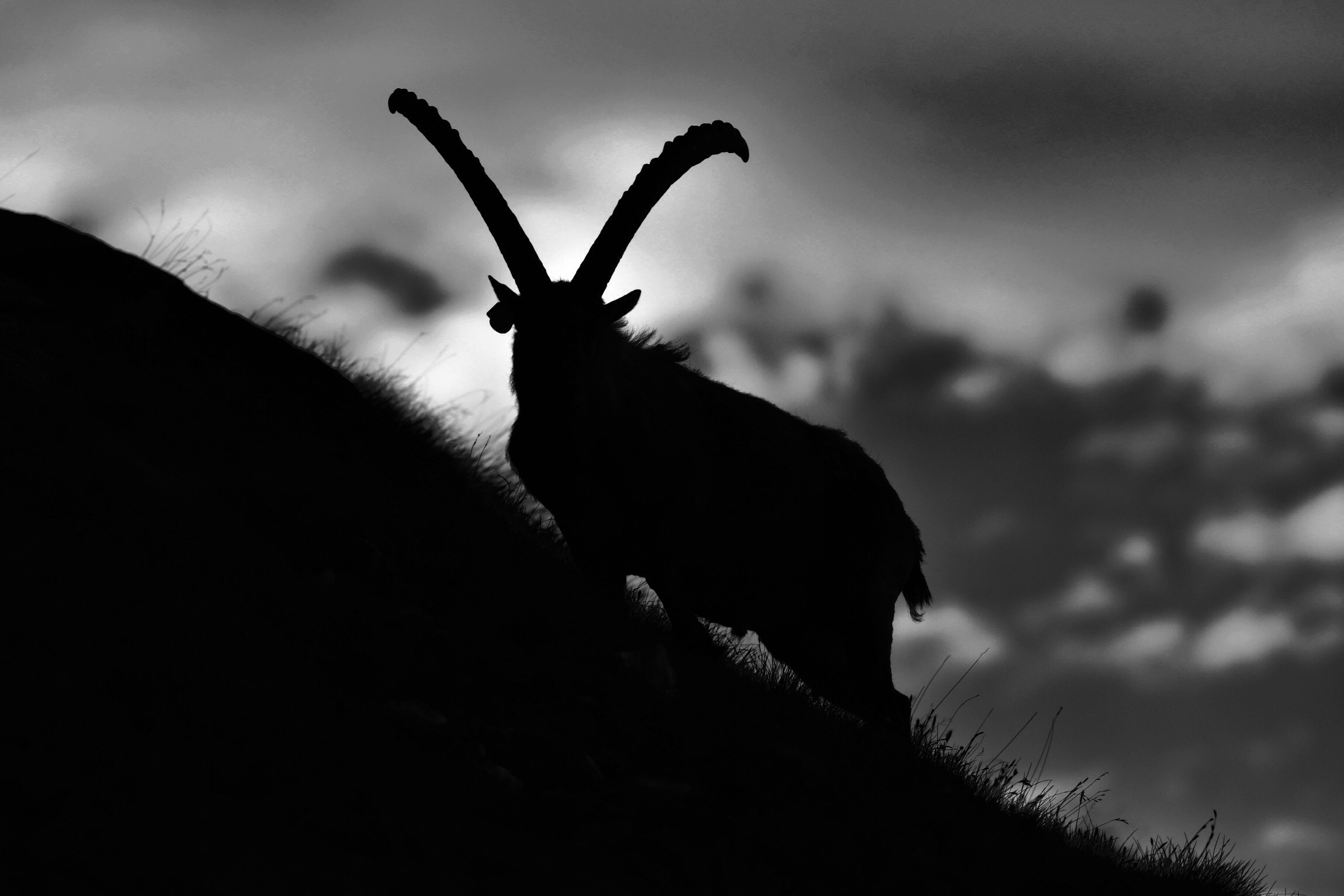 BN nel gran paradiso