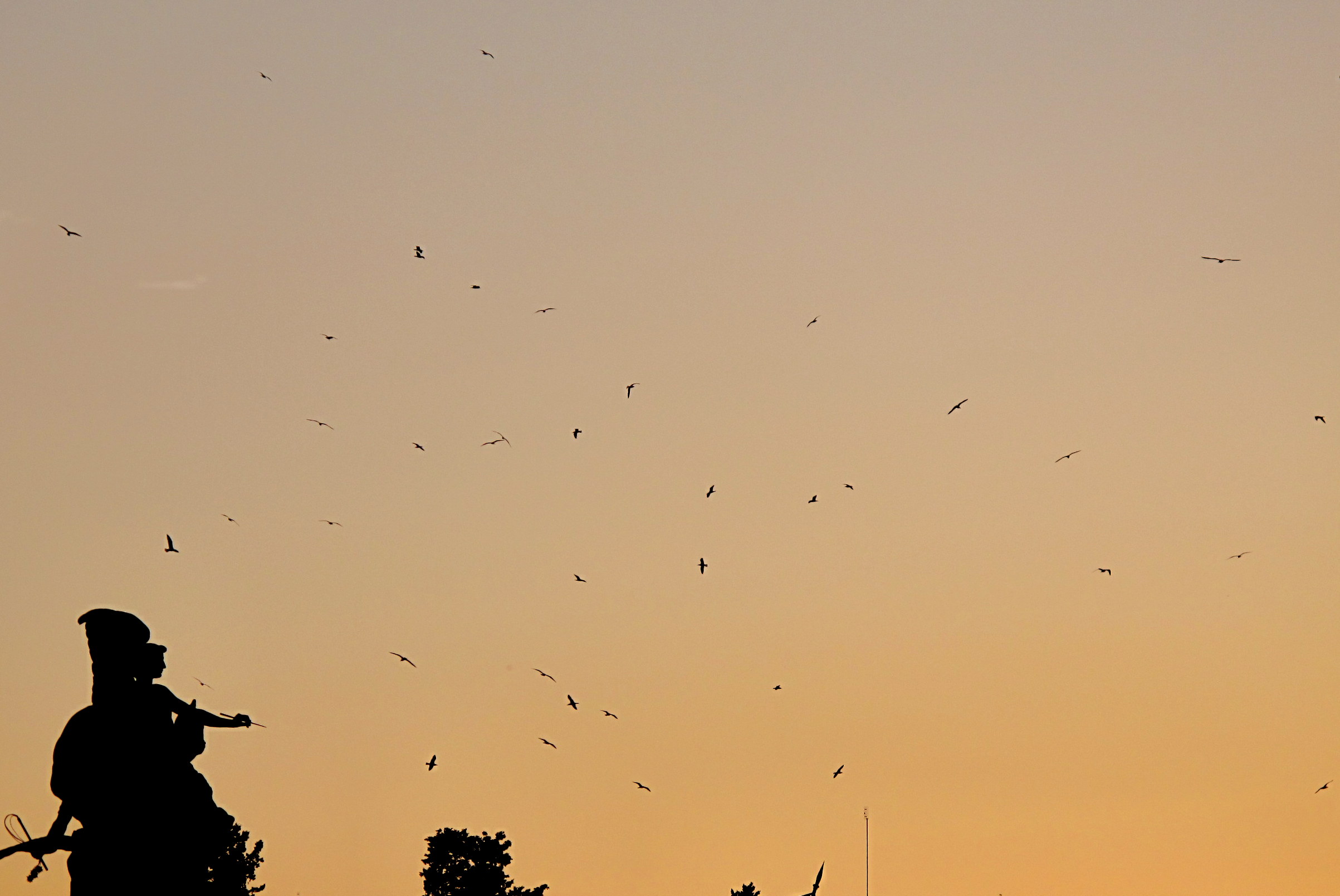 Rome and its sky swallows