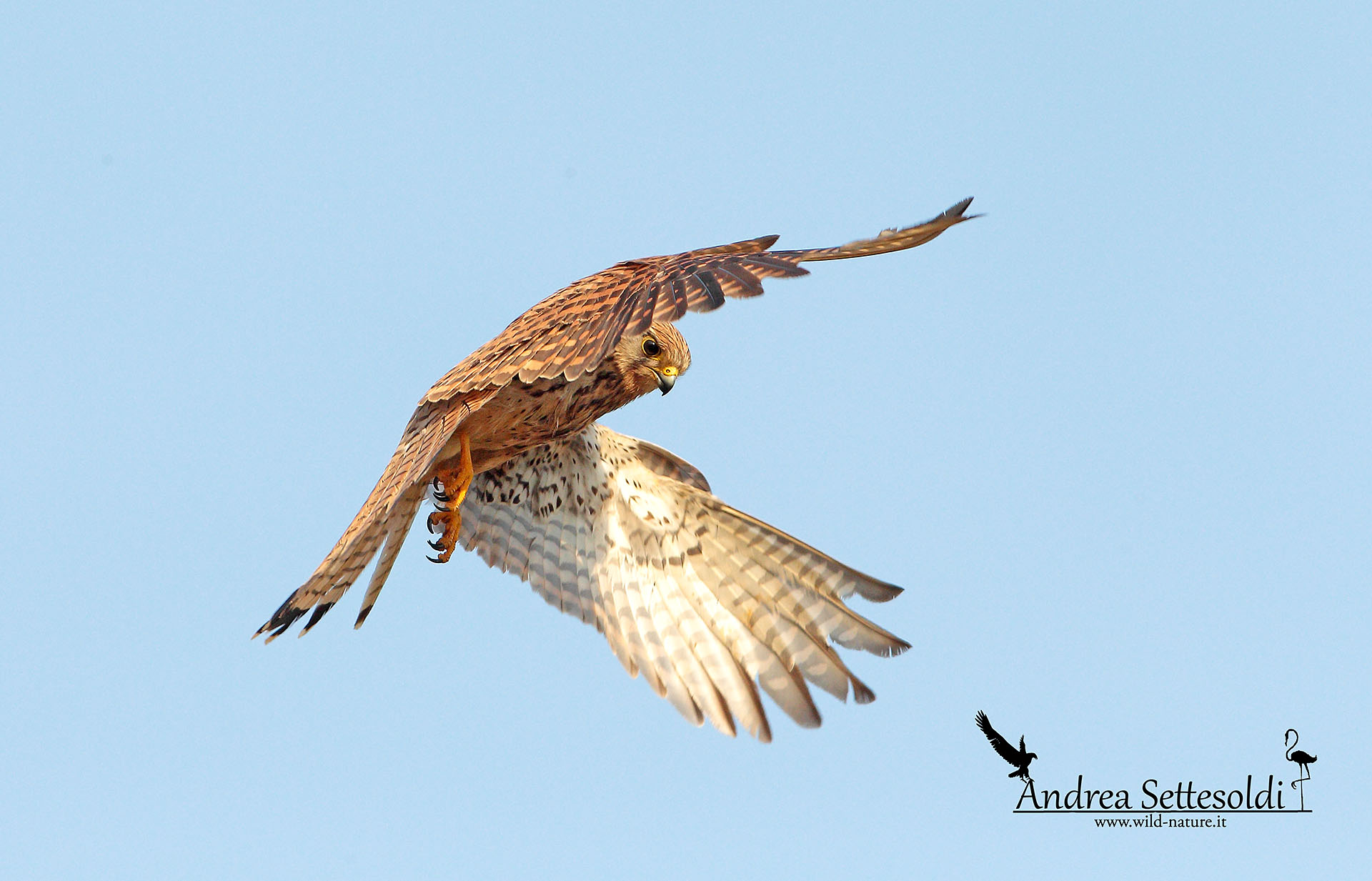 Gheppio con una prospettiva diversa