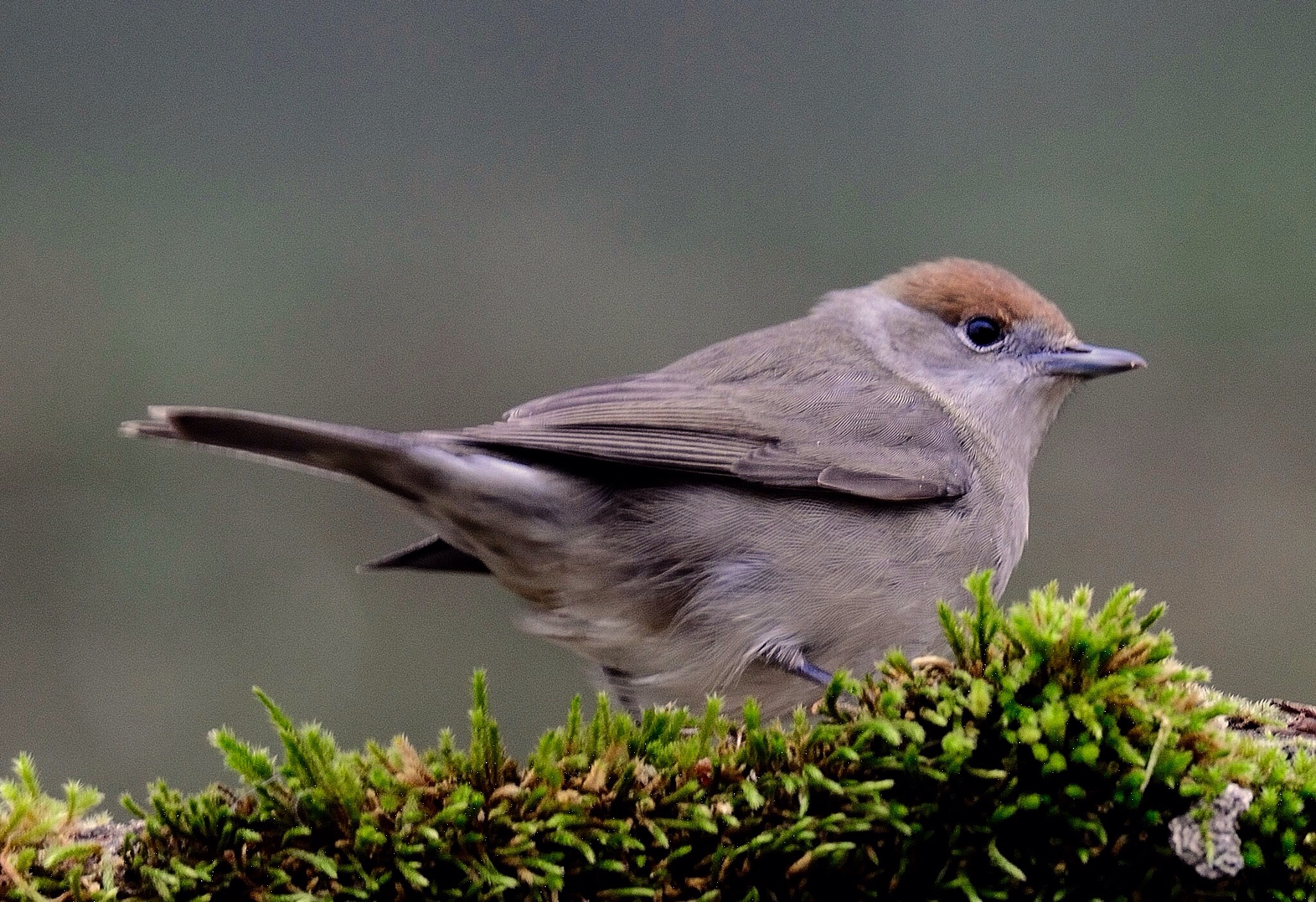 Eurasian Blackcap