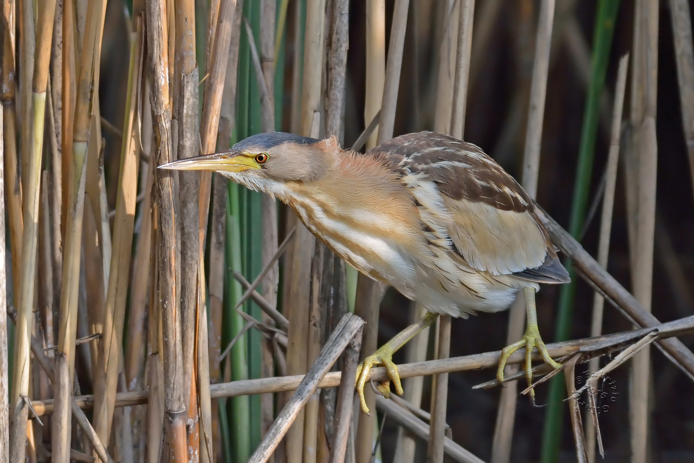 Tarabusino (Ixobrychus minutus)