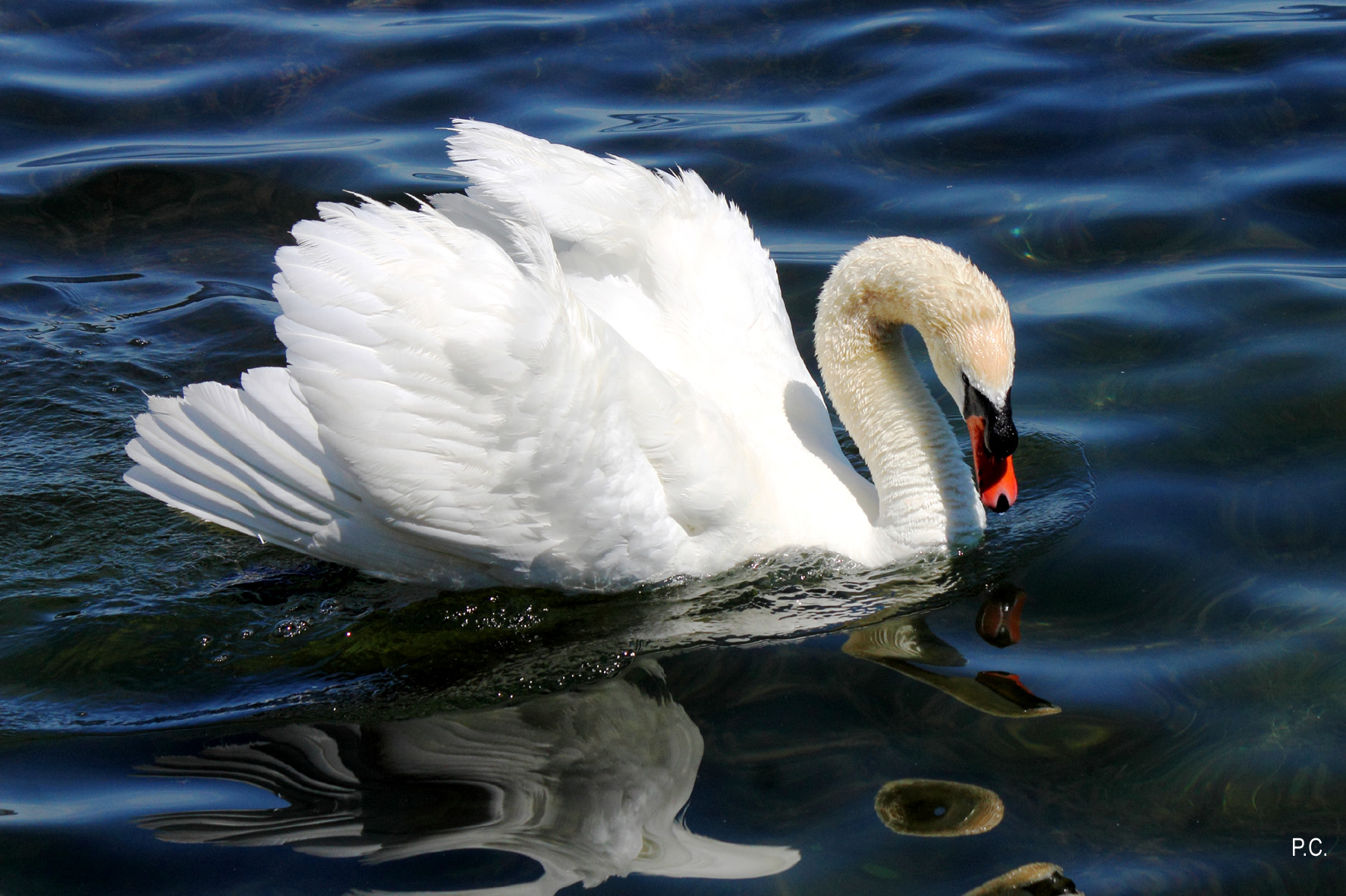 Gli strani riflessi del gigno