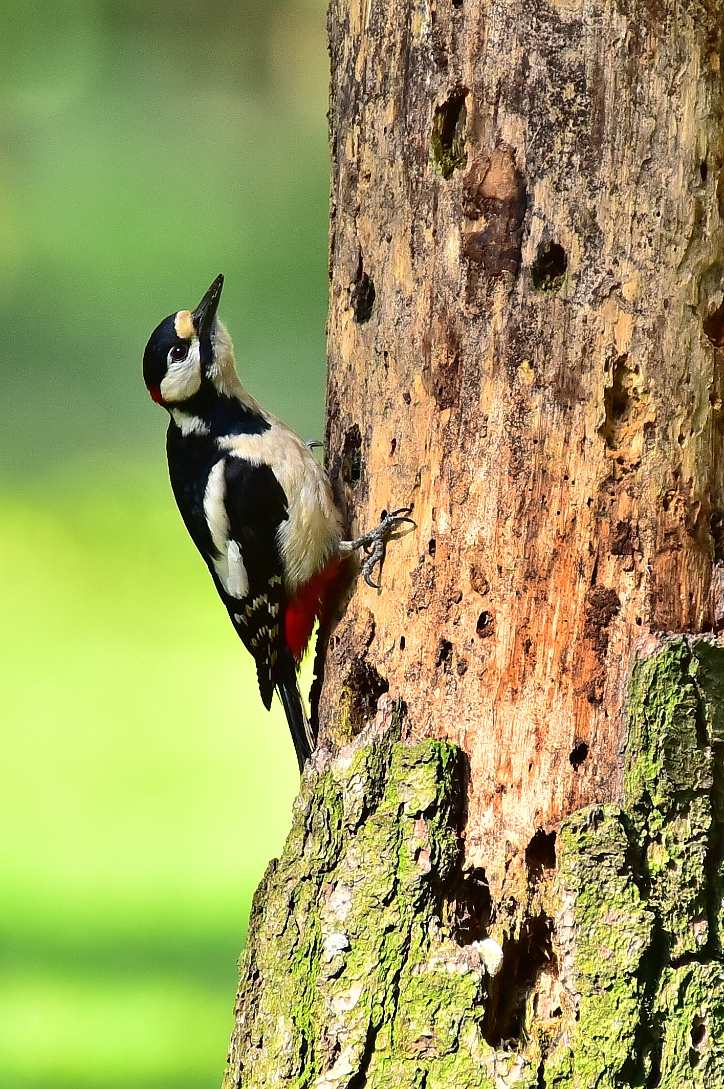 Picchio rosso maggiore