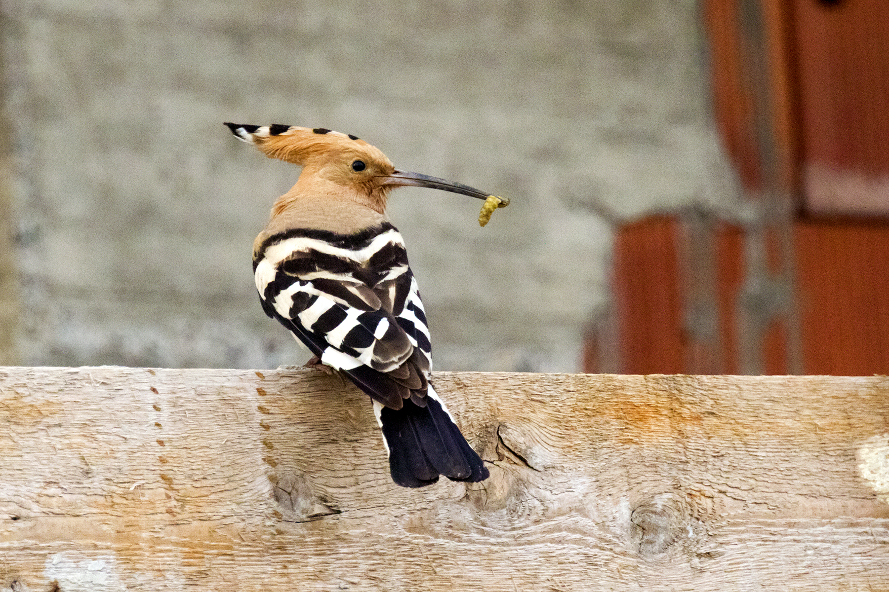 hoopoe