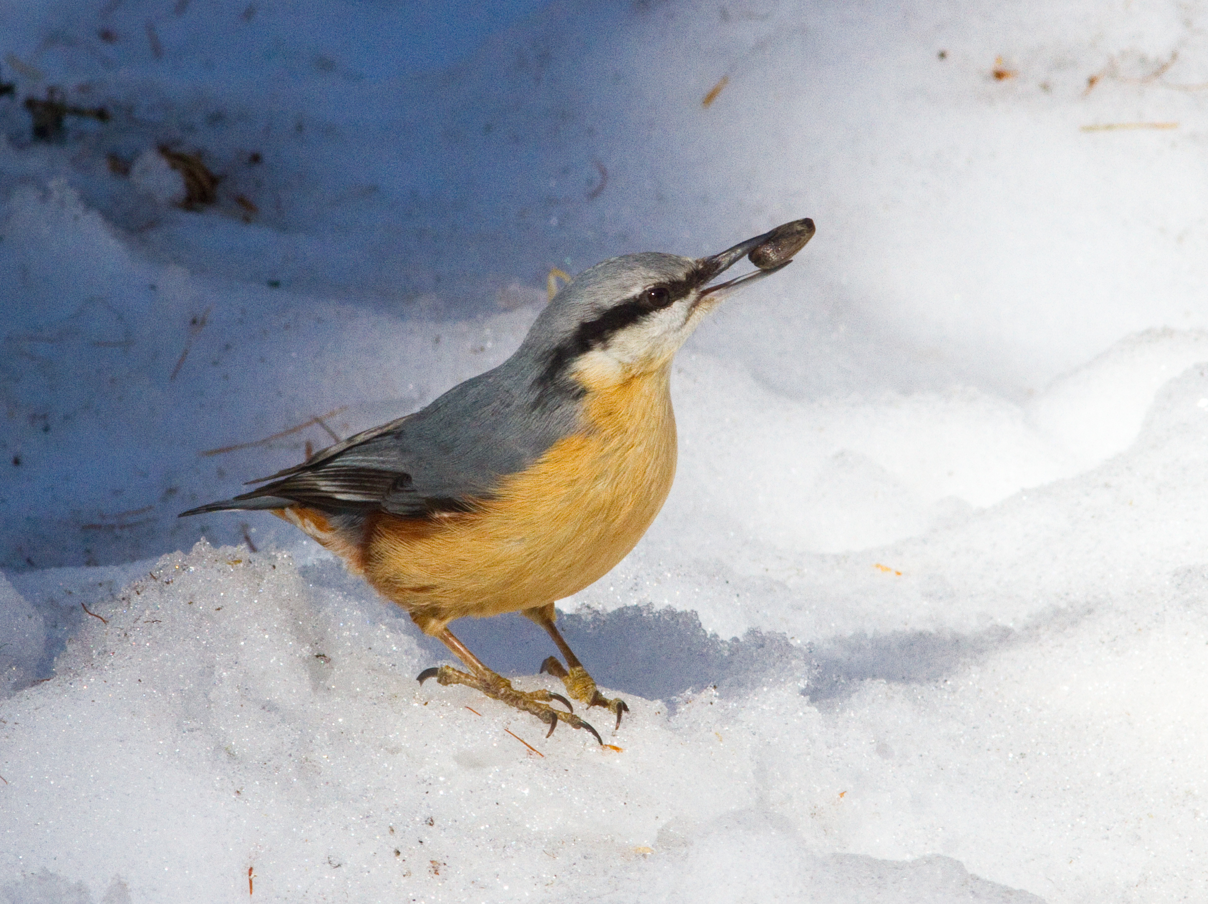 Nuthatch