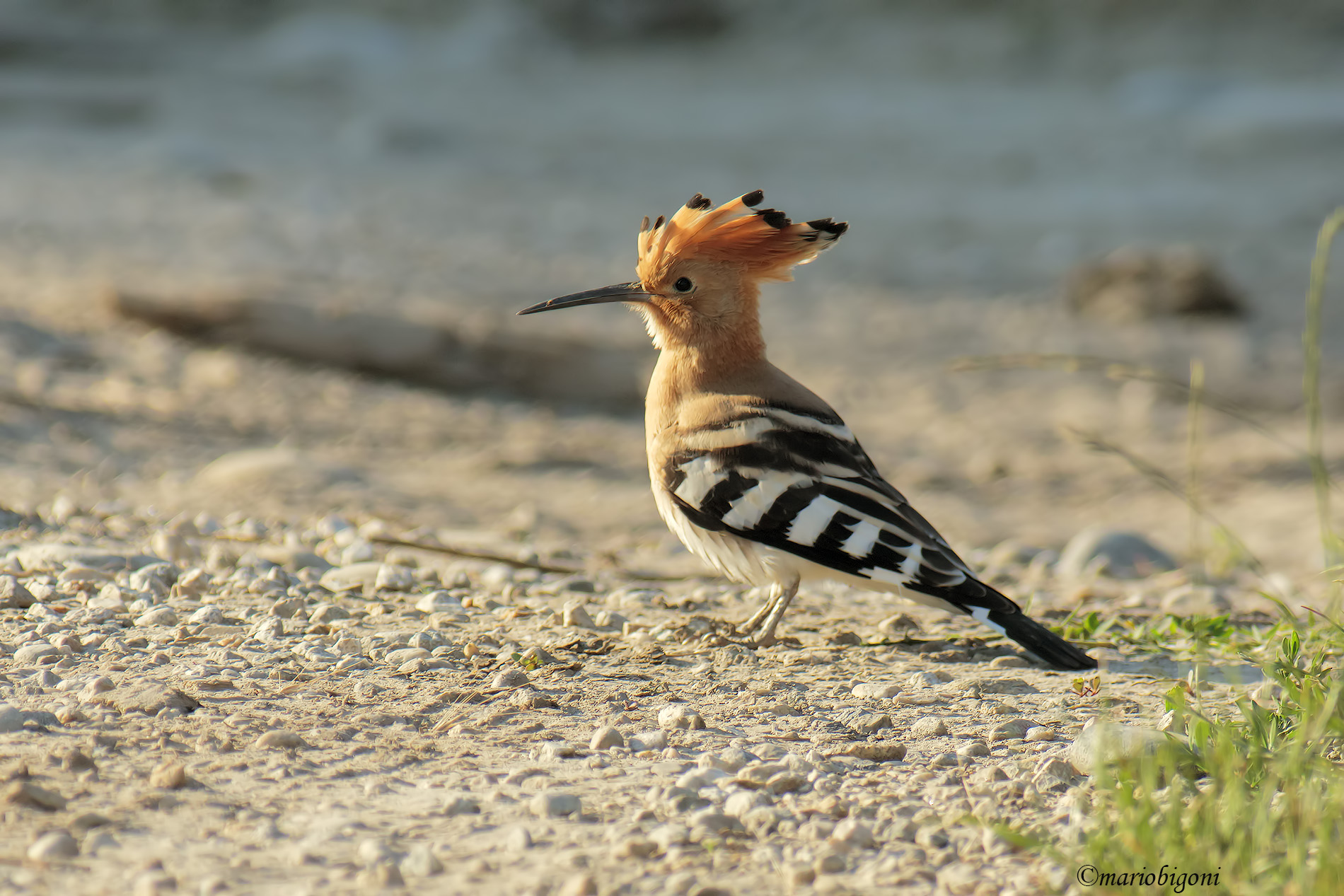 hoopoe