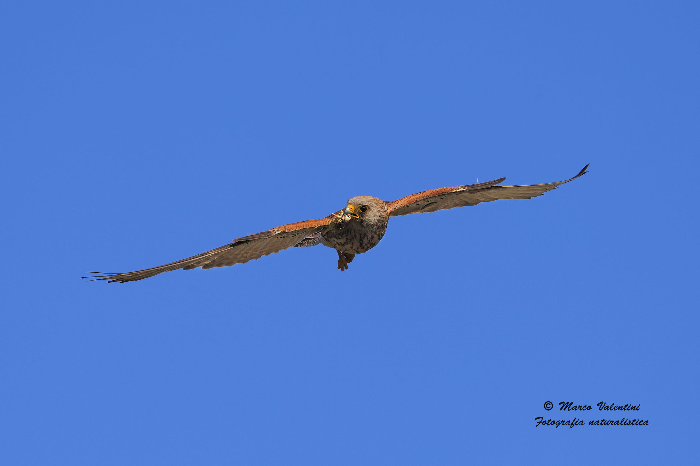 Lesser Kestrel with prey - a different perspective