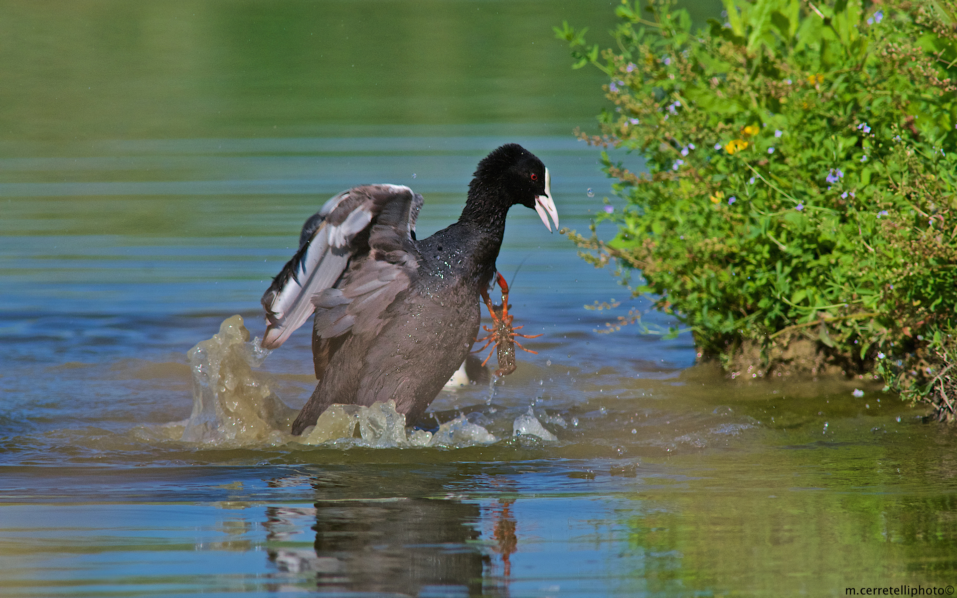 attack on coot