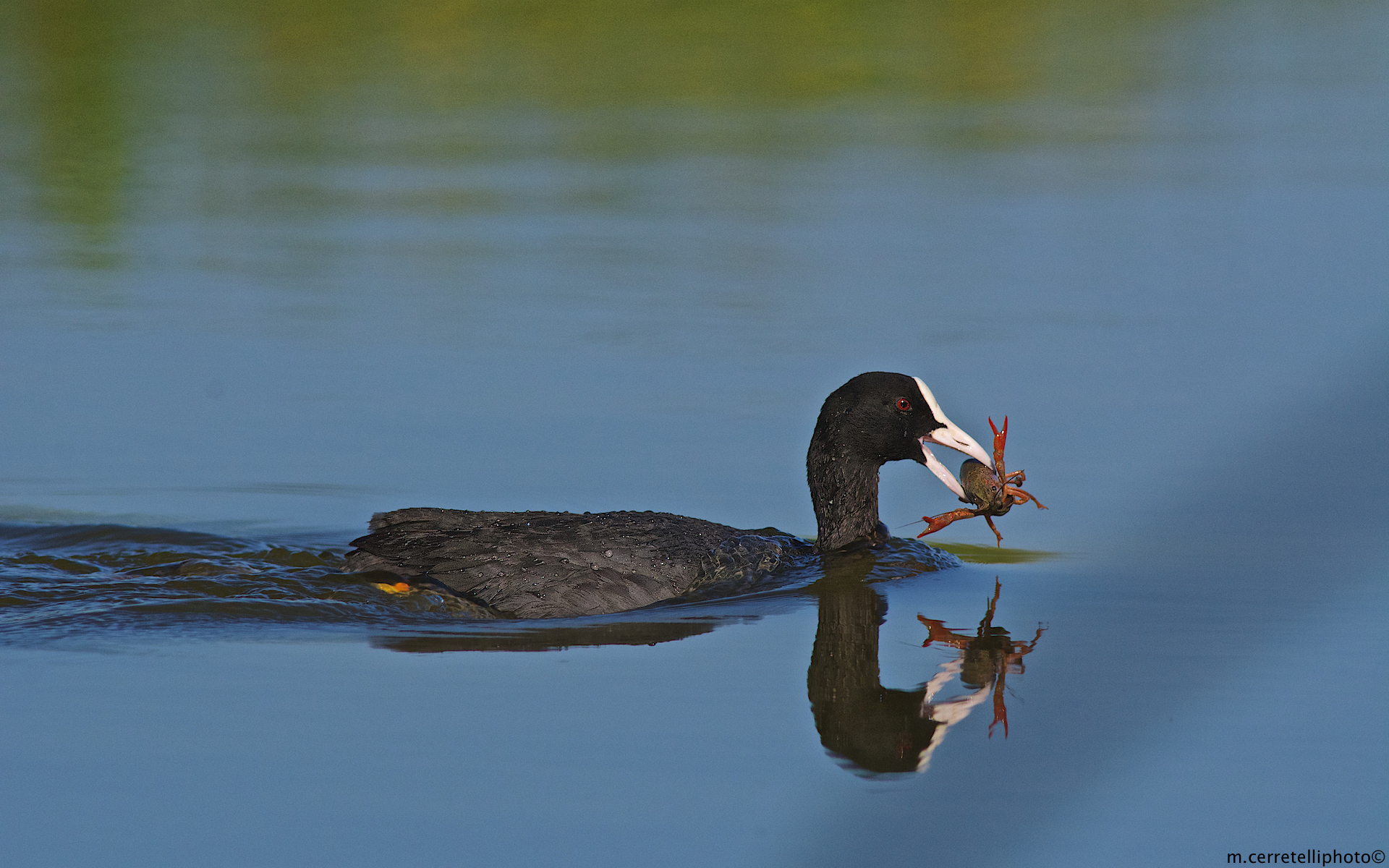 coot with shrimp