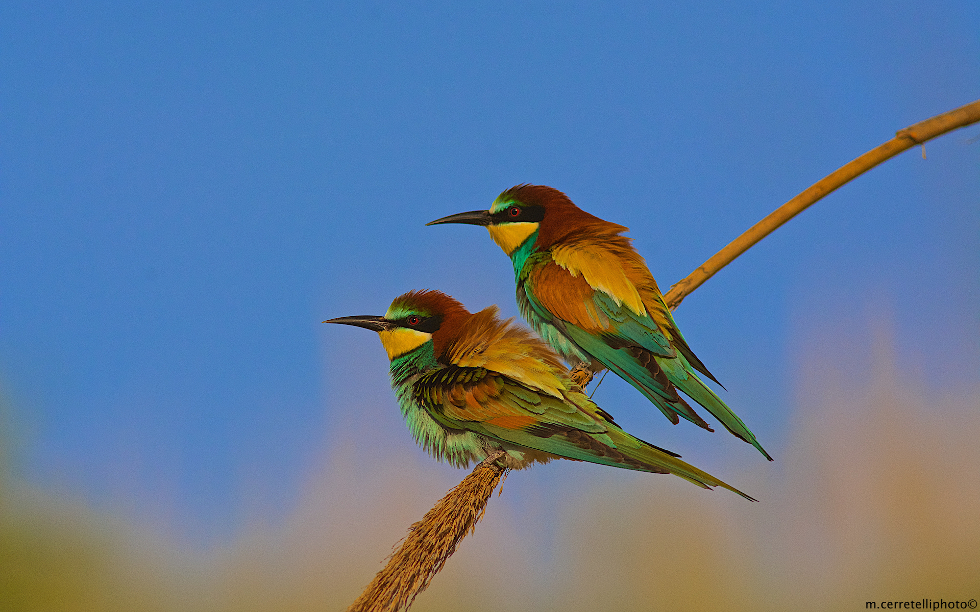 pair of bee-eaters