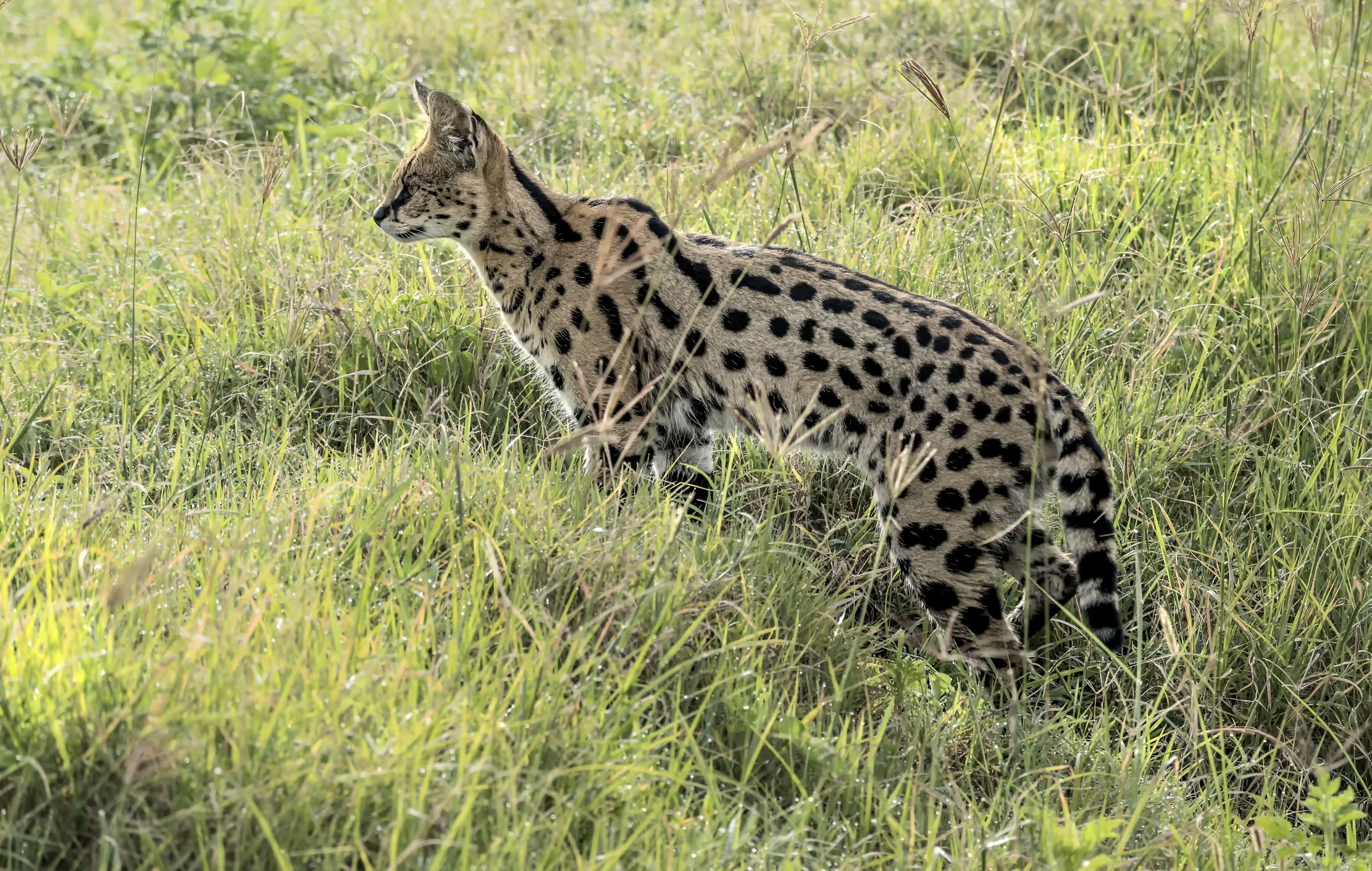 Tanzania 2015 - Serval