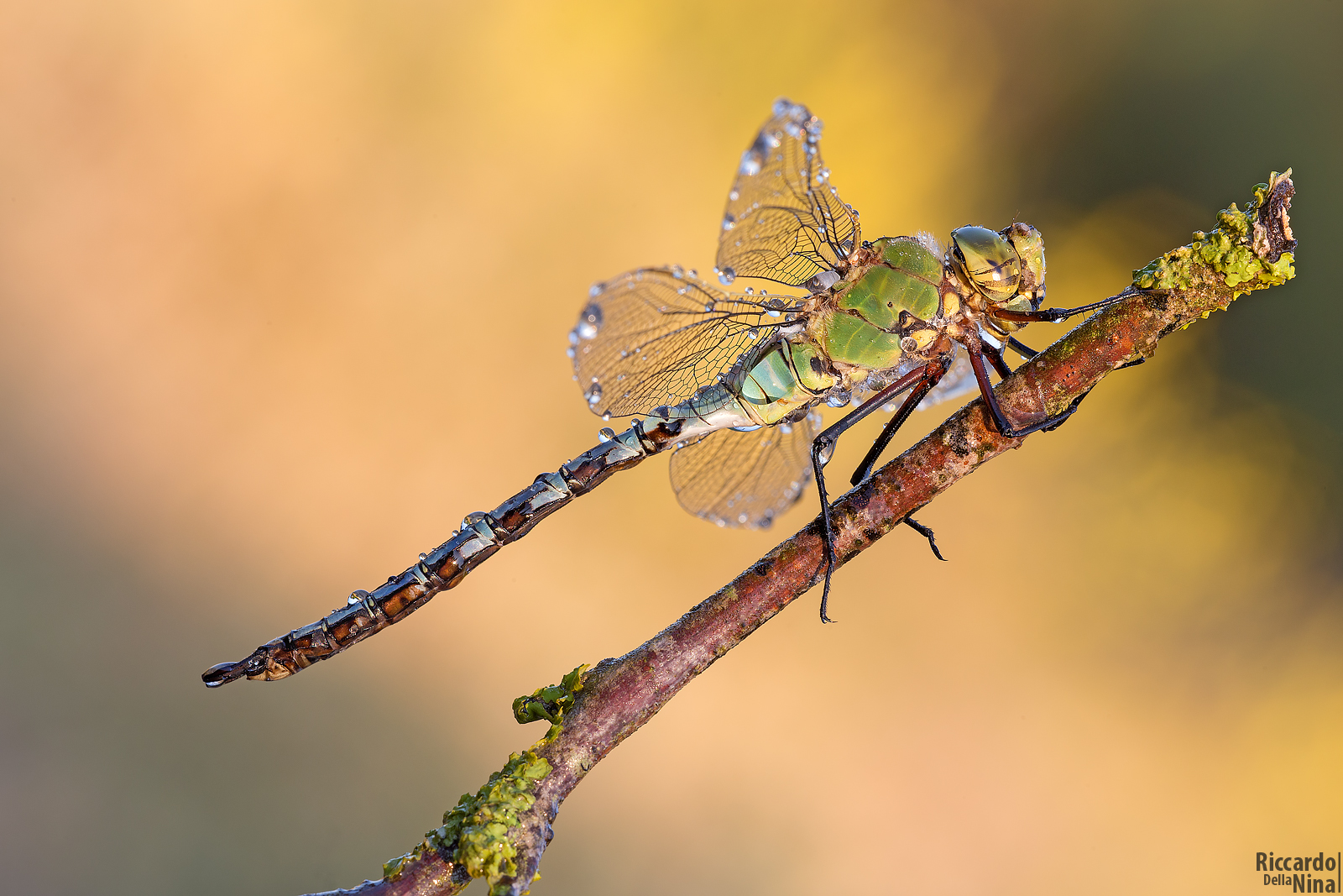 Libellula Imperatore (Anax Imperator)
