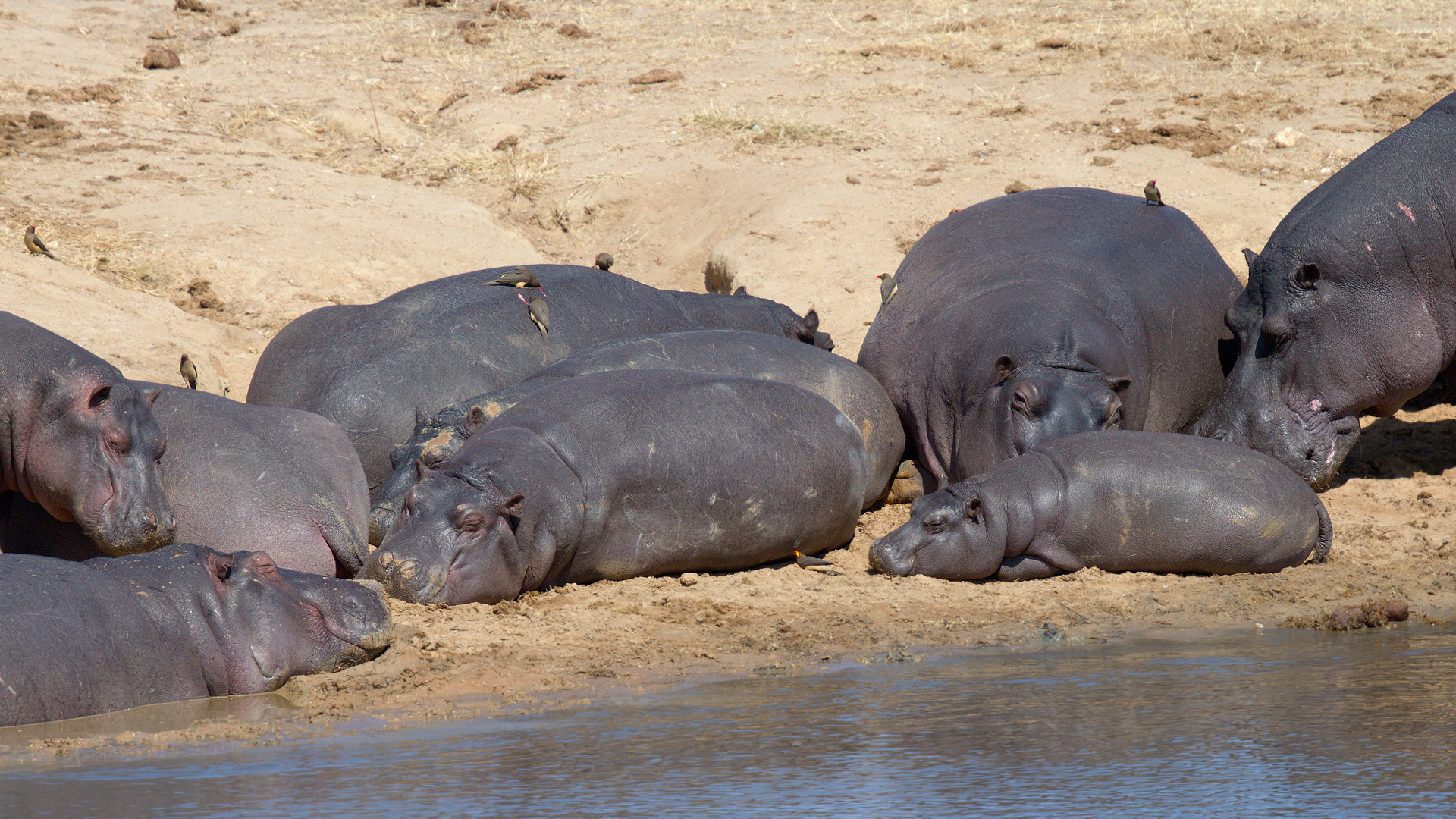 Hippopotamus (Hippopotamus amphibius)