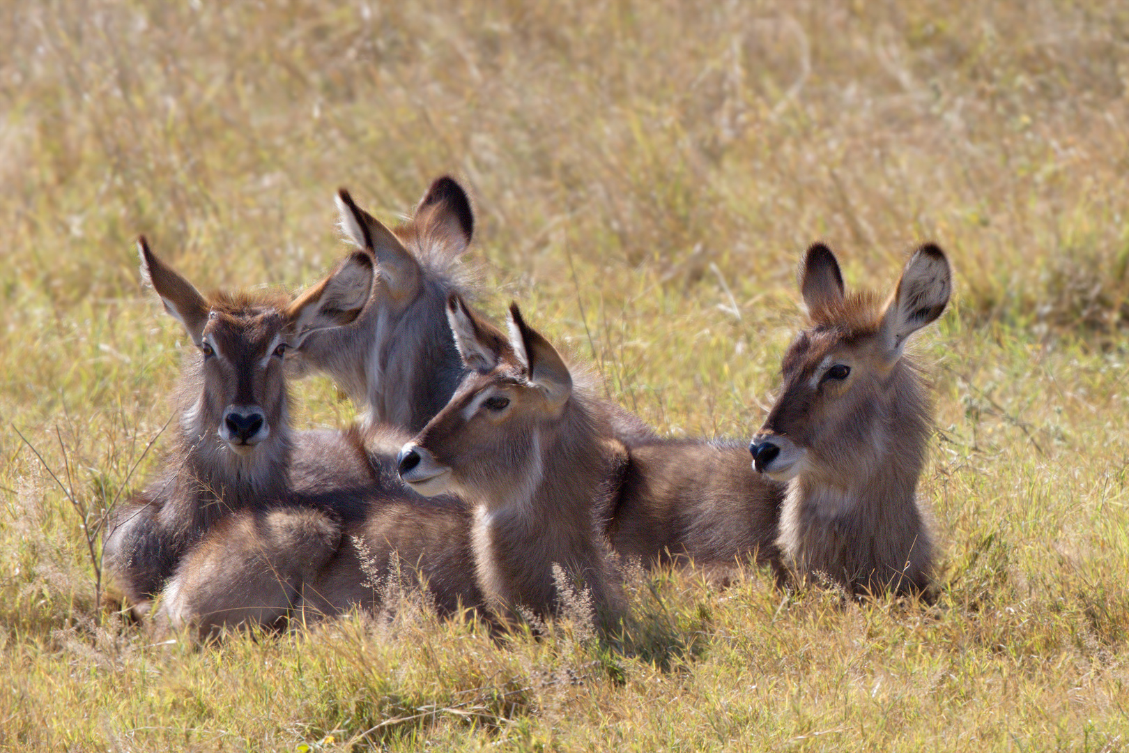 Vitelli Waterbuck (Kobus ellipsiprymnus)