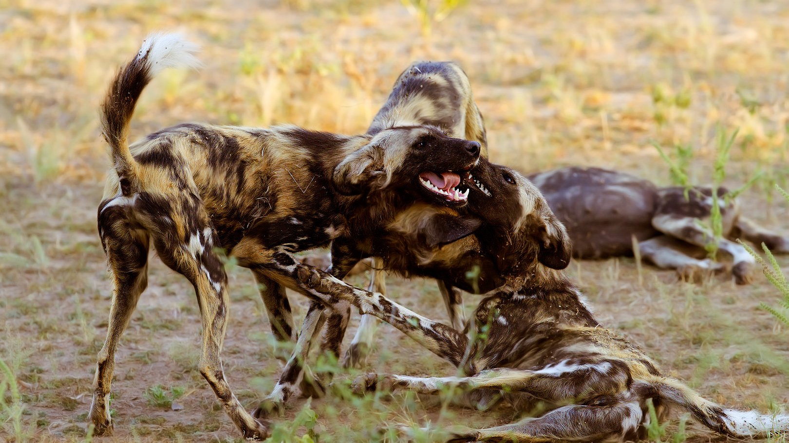 African cane dipinto (Lycaon pictus)
