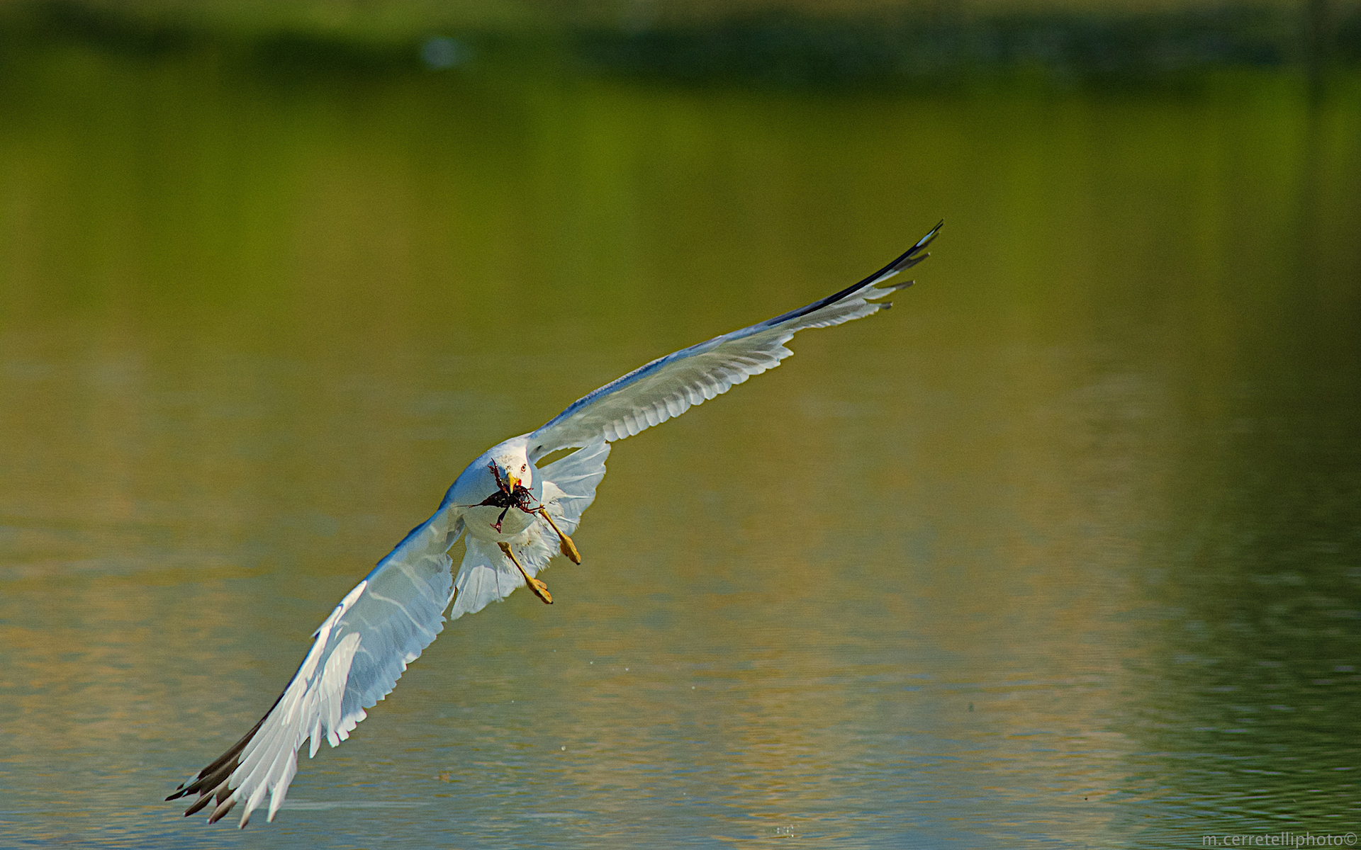 seagull with shrimp