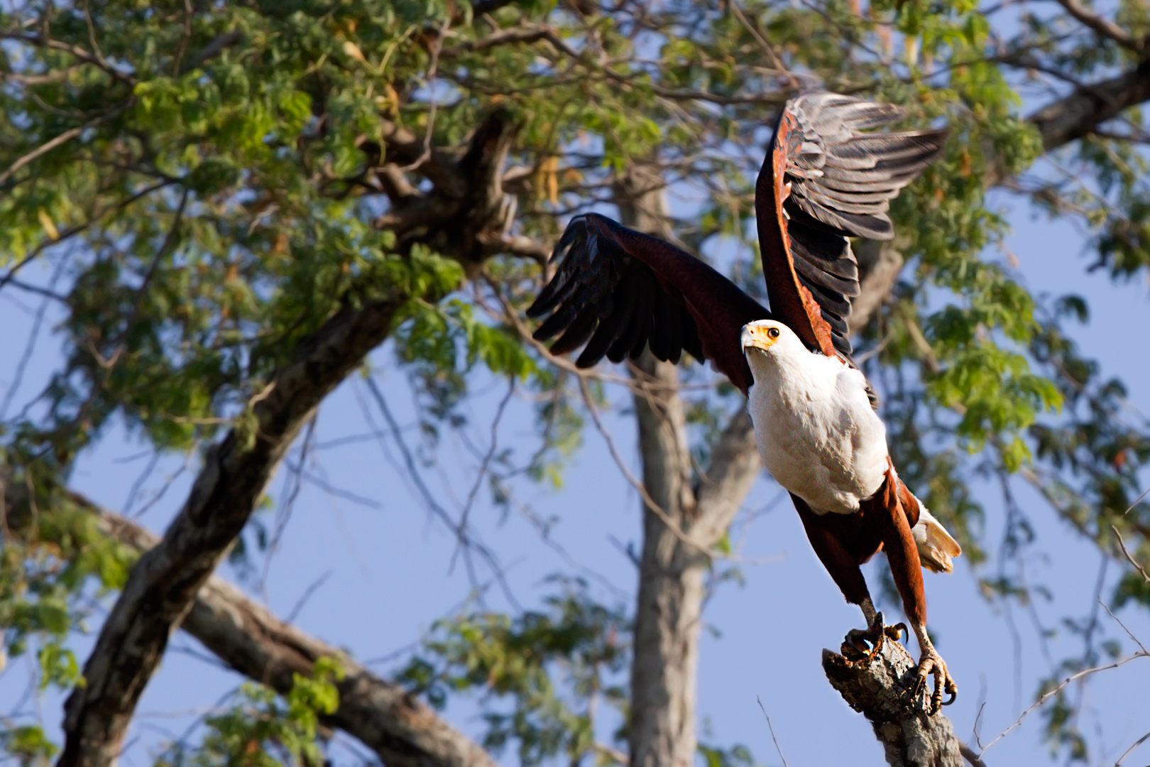 Eagle pesci africani (Haliaeetus vocifer)
