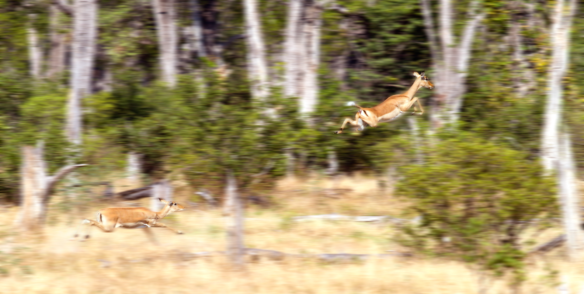 Impala (Aepyceros melampus)