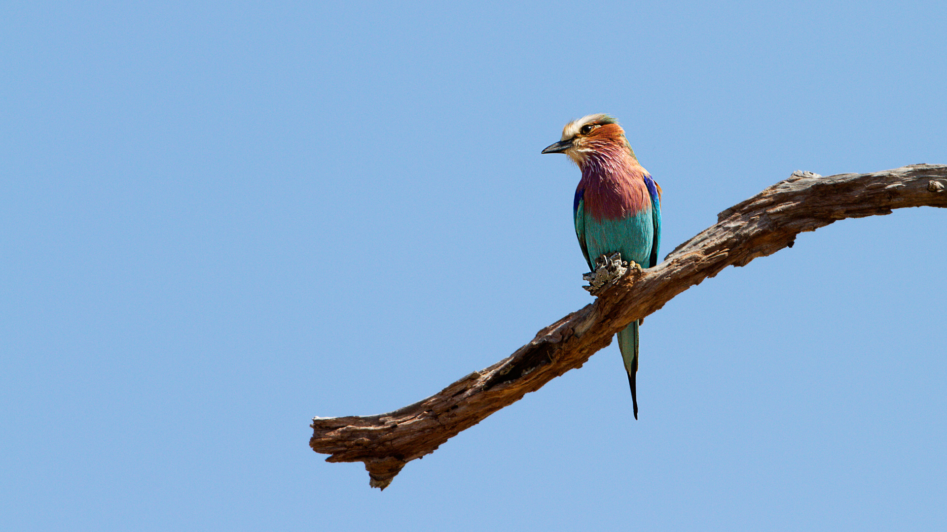 Rullo pettolilla (Coracias caudatus)