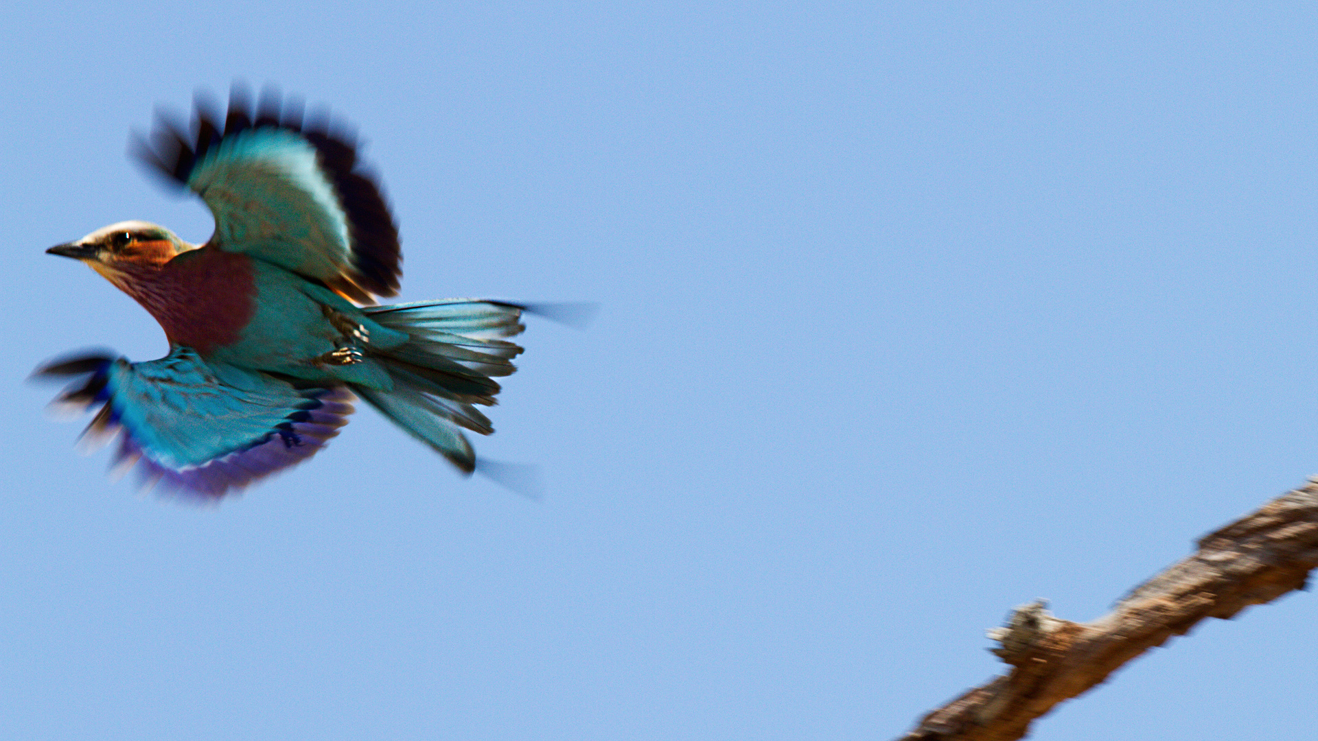Rullo pettolilla (Coracias caudatus)