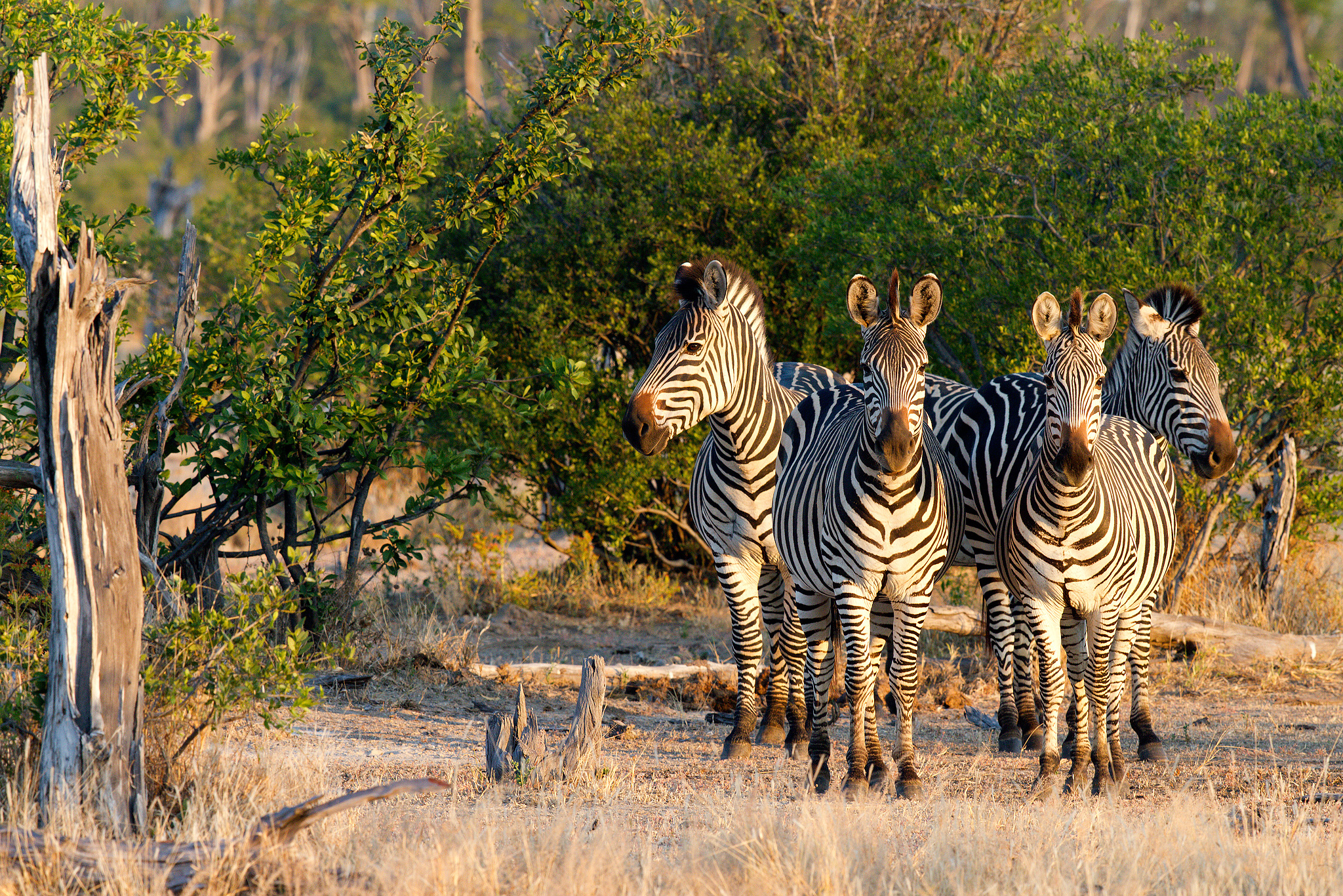 Pianure zebra (Equus quagga)